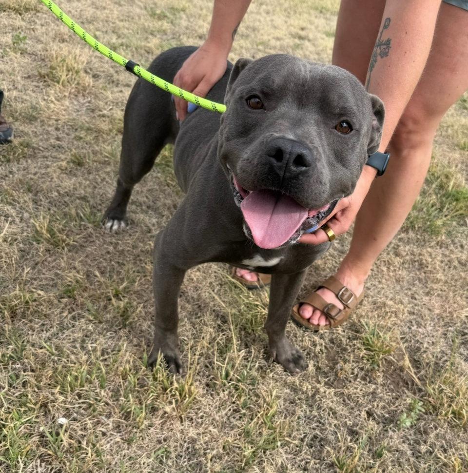 King, Adoptable, Adult Male Pit Bull Terrier.