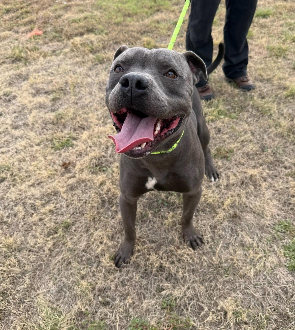 Enlarge King, a Adoptable Pit Bull Terrier in Grafton, WI image 2/3