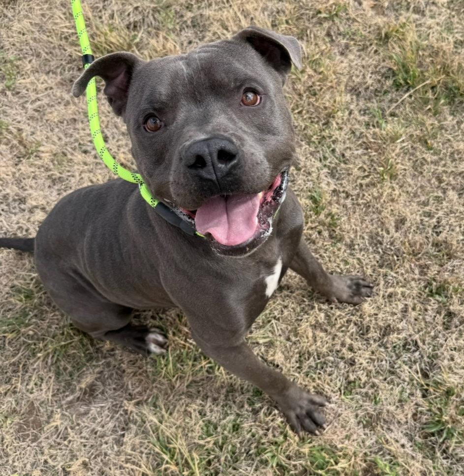 Enlarge King, a Adoptable Pit Bull Terrier in Grafton, WI image 3/3