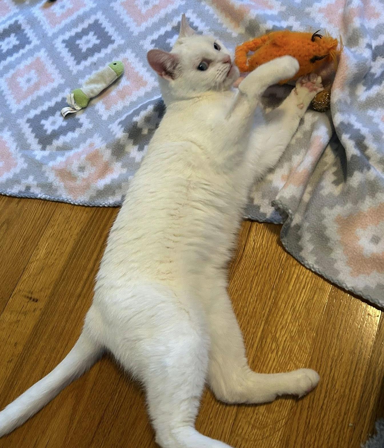 Blanca, an adopted Domestic Short Hair in Pittsburgh, PA image 3/6