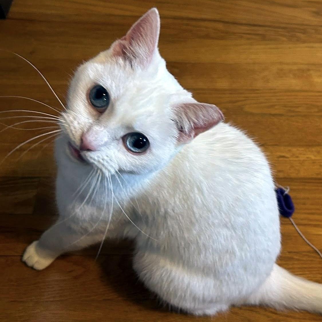 Blanca, an adopted Domestic Short Hair in Pittsburgh, PA image 1/6