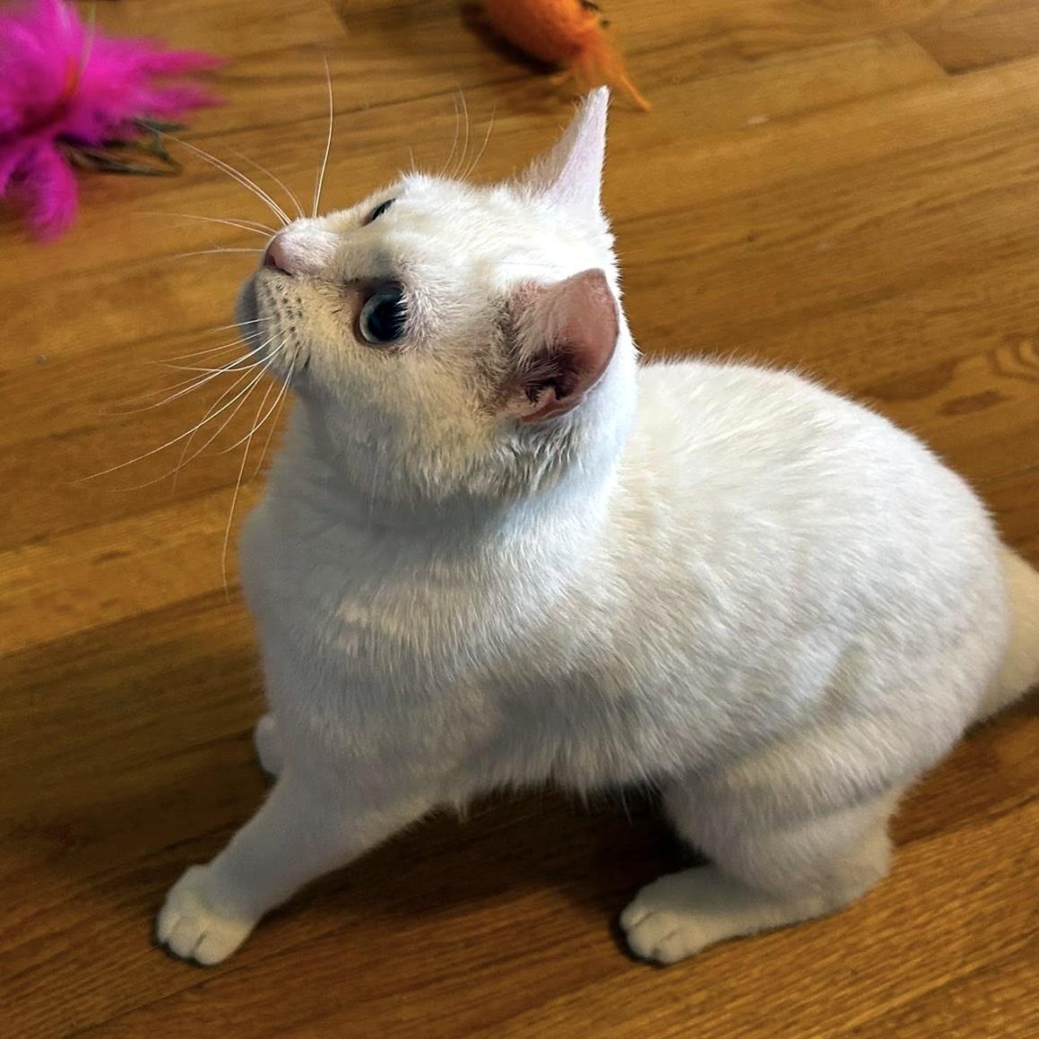 Blanca, an adopted Domestic Short Hair in Pittsburgh, PA image 5/6