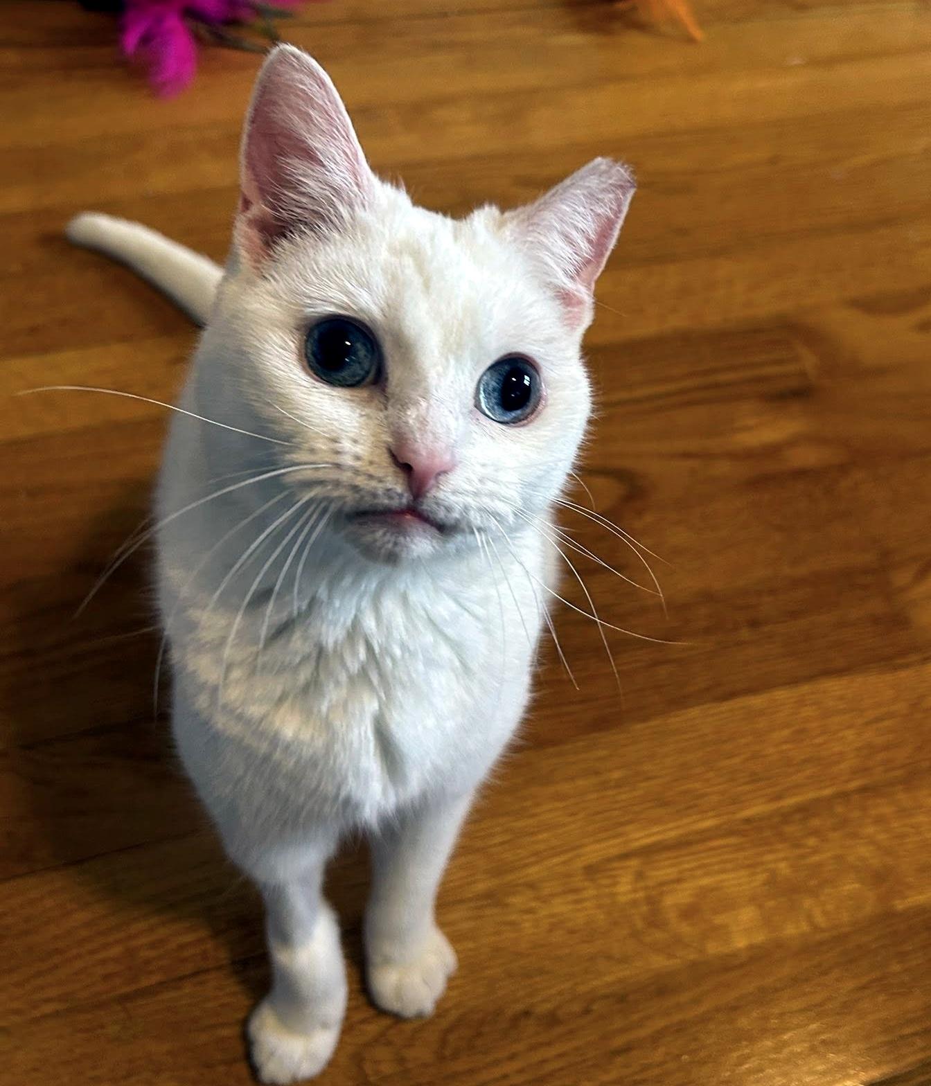 Blanca, an adopted Domestic Short Hair in Pittsburgh, PA image 2/6