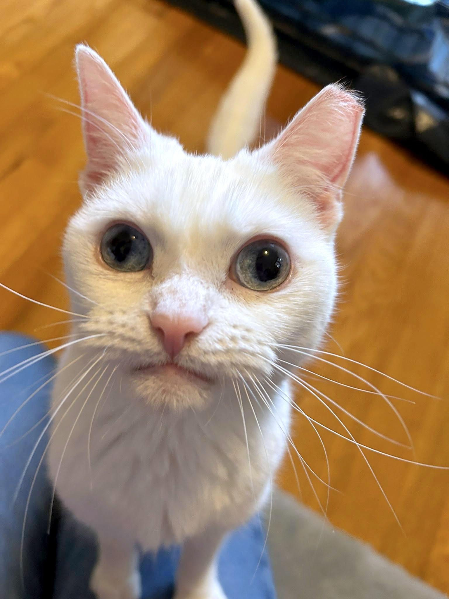 Blanca, an adopted Domestic Short Hair in Pittsburgh, PA image 4/6