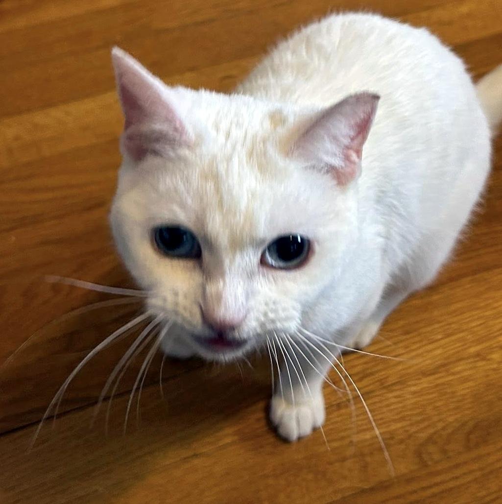 Blanca, an adopted Domestic Short Hair in Pittsburgh, PA image 6/6