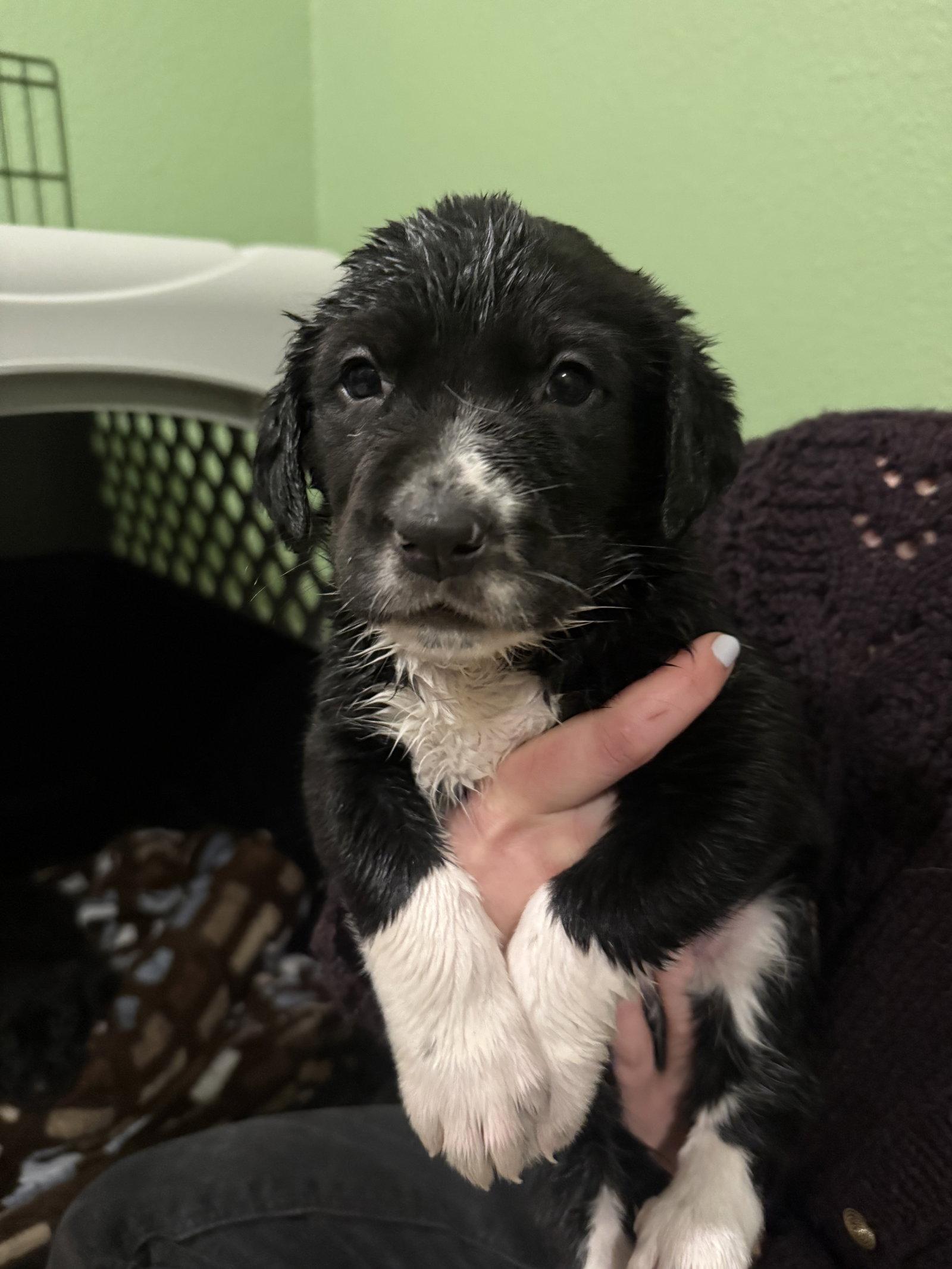 Eeyore, Adopted, Puppy Male Mixed Breed.