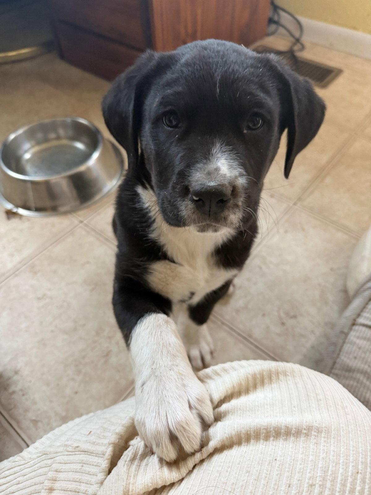 Enlarge Eeyore, a Adopted Mixed Breed in Fort Collins, CO image 2/2