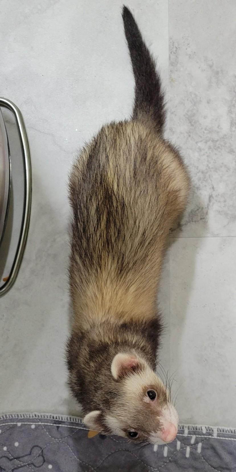 Enlarge Tank, a ADOPTABLE Ferret in Acworth, GA image 3/3