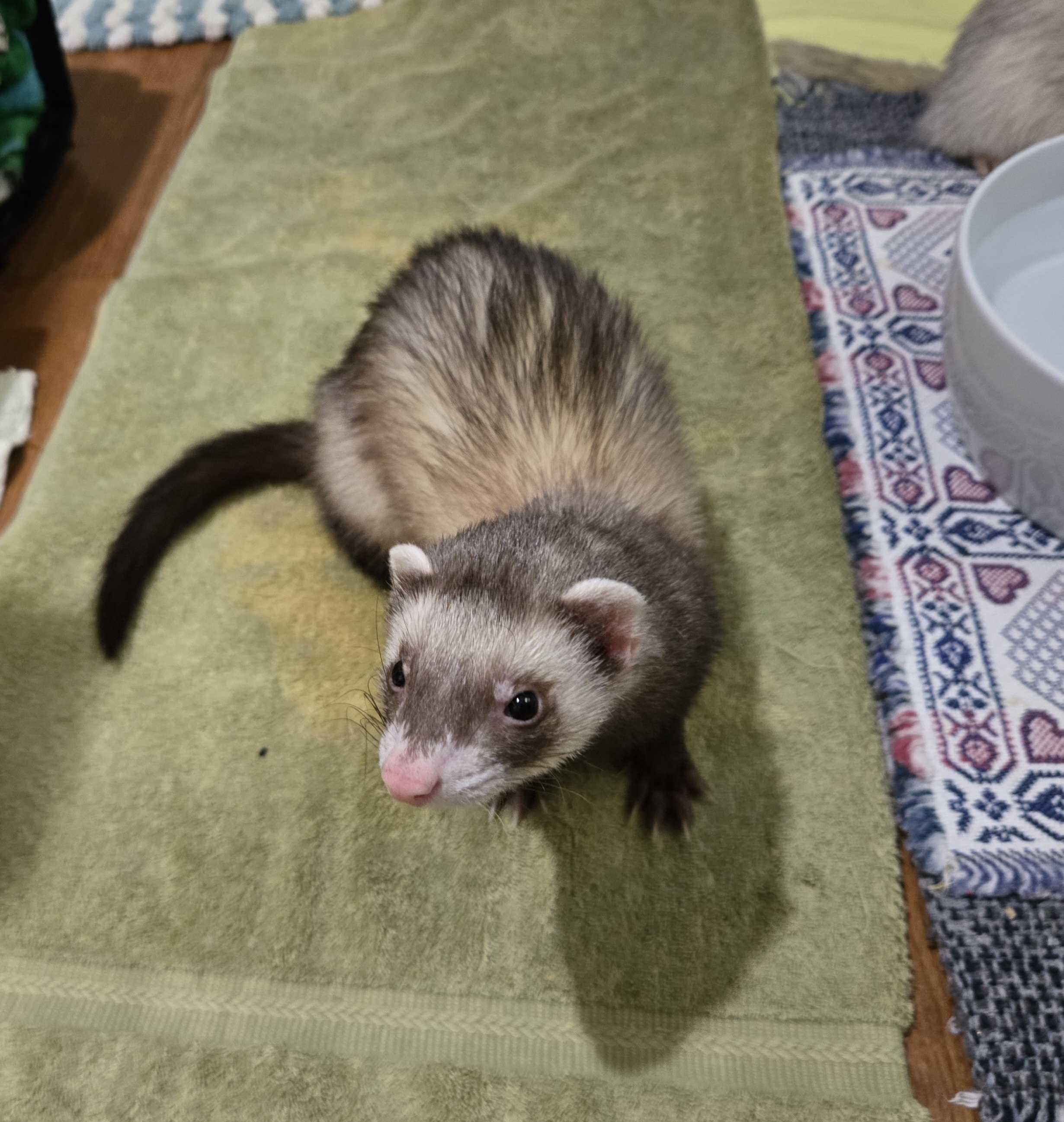 Enlarge Tank, a ADOPTABLE Ferret in Acworth, GA image 2/3