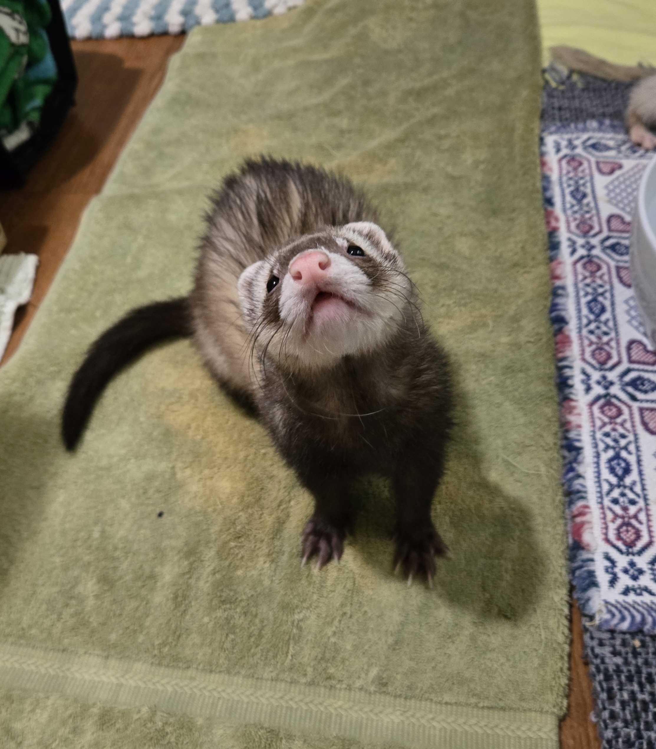 Enlarge Tank, a ADOPTABLE Ferret in Acworth, GA image 1/3