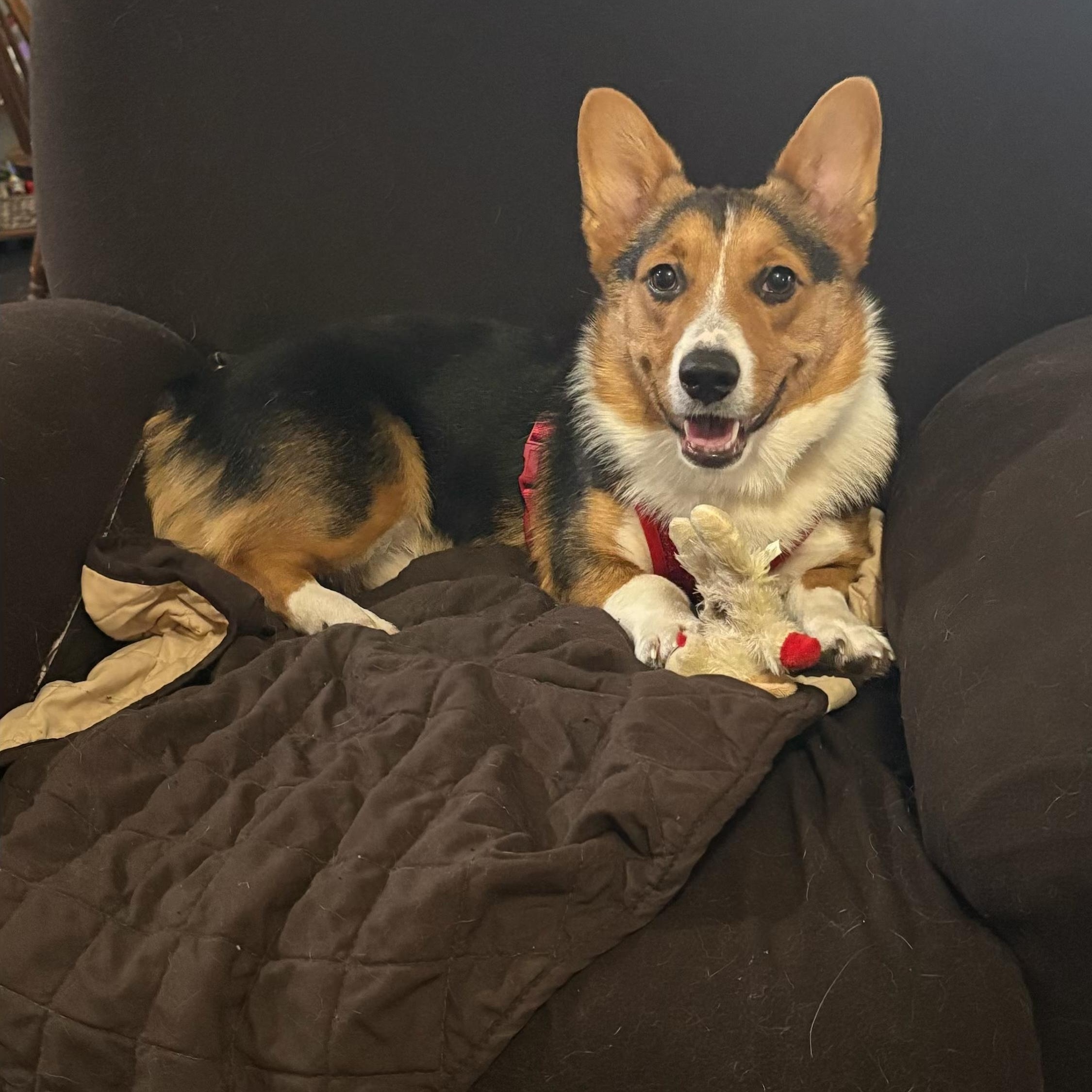 Stella - Adopted - we do have her brother available, adopted, Puppy Female Pembroke Welsh Corgi.