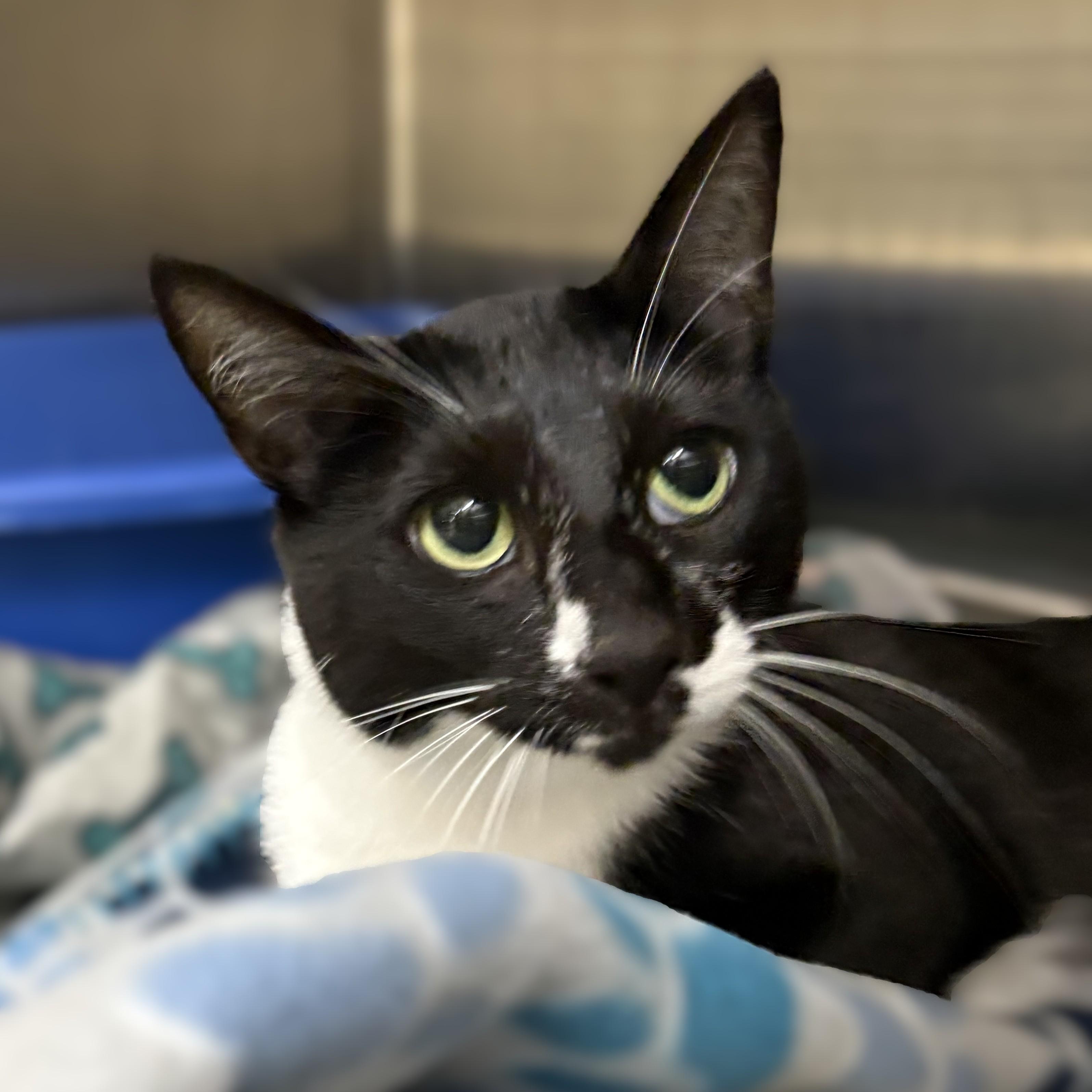 Usagi- 52402, adopted, Adult Female Domestic Short Hair.