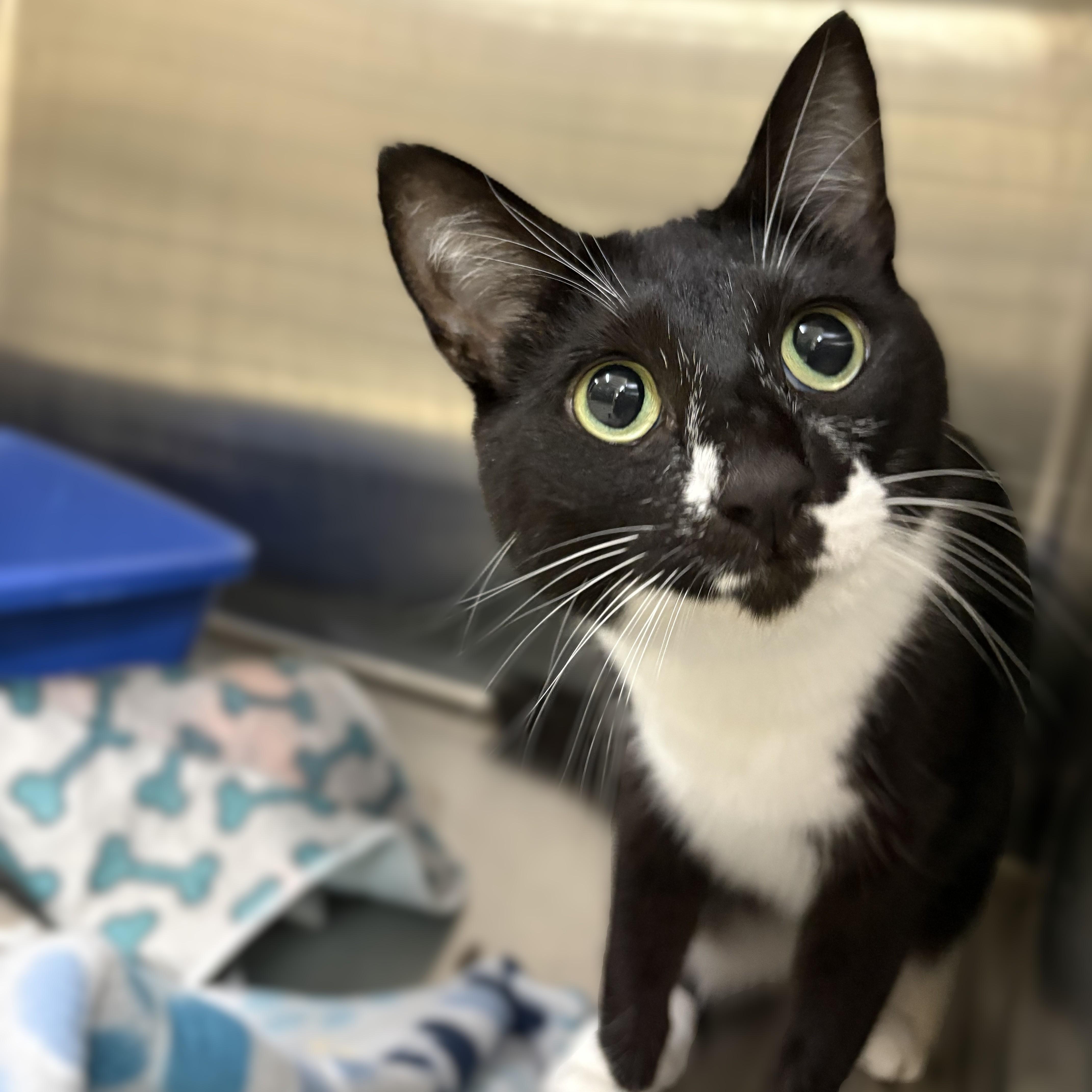 Usagi- 52402, an adopted Domestic Short Hair in Columbia, MD image 5/5