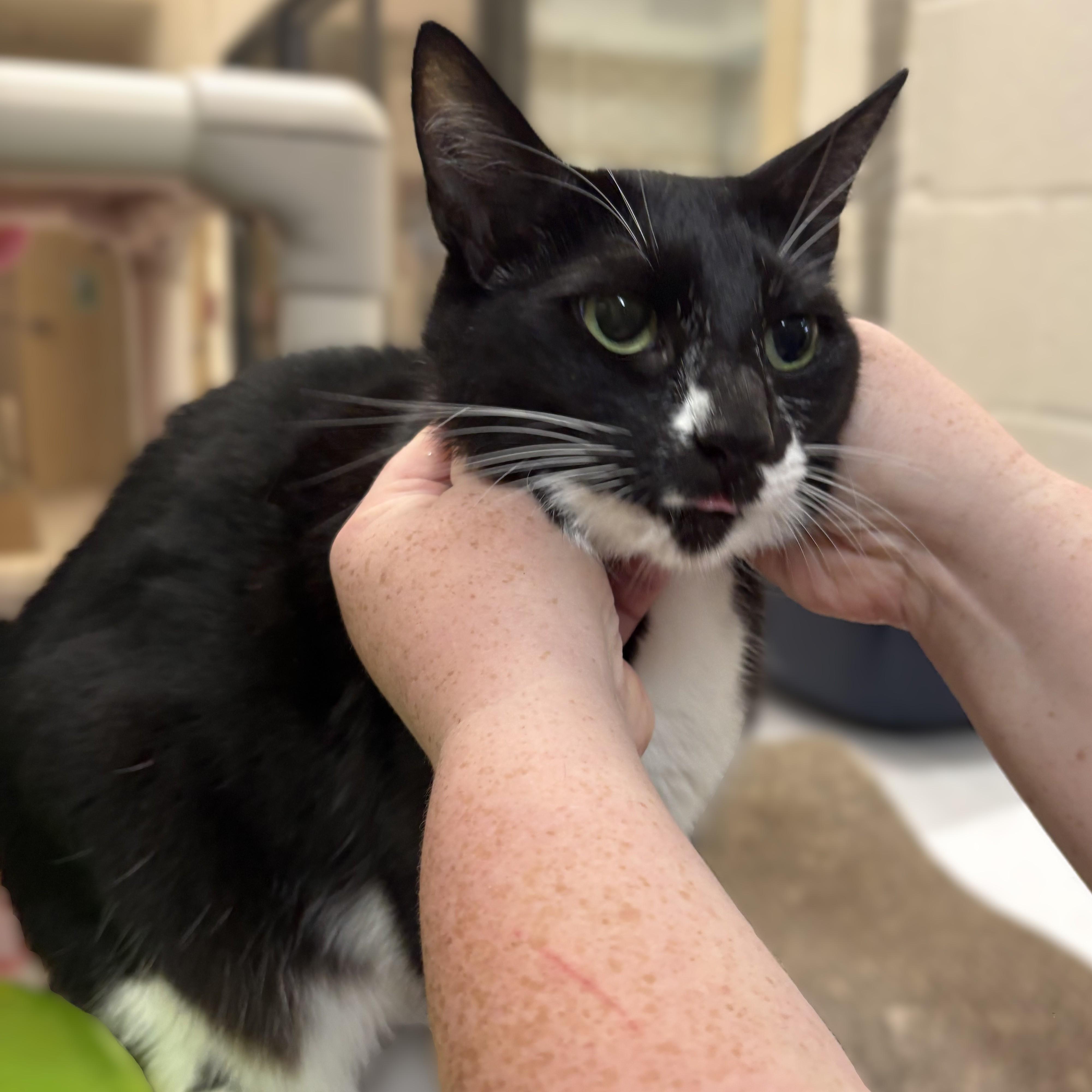 Usagi- 52402, an adopted Domestic Short Hair in Columbia, MD image 2/5