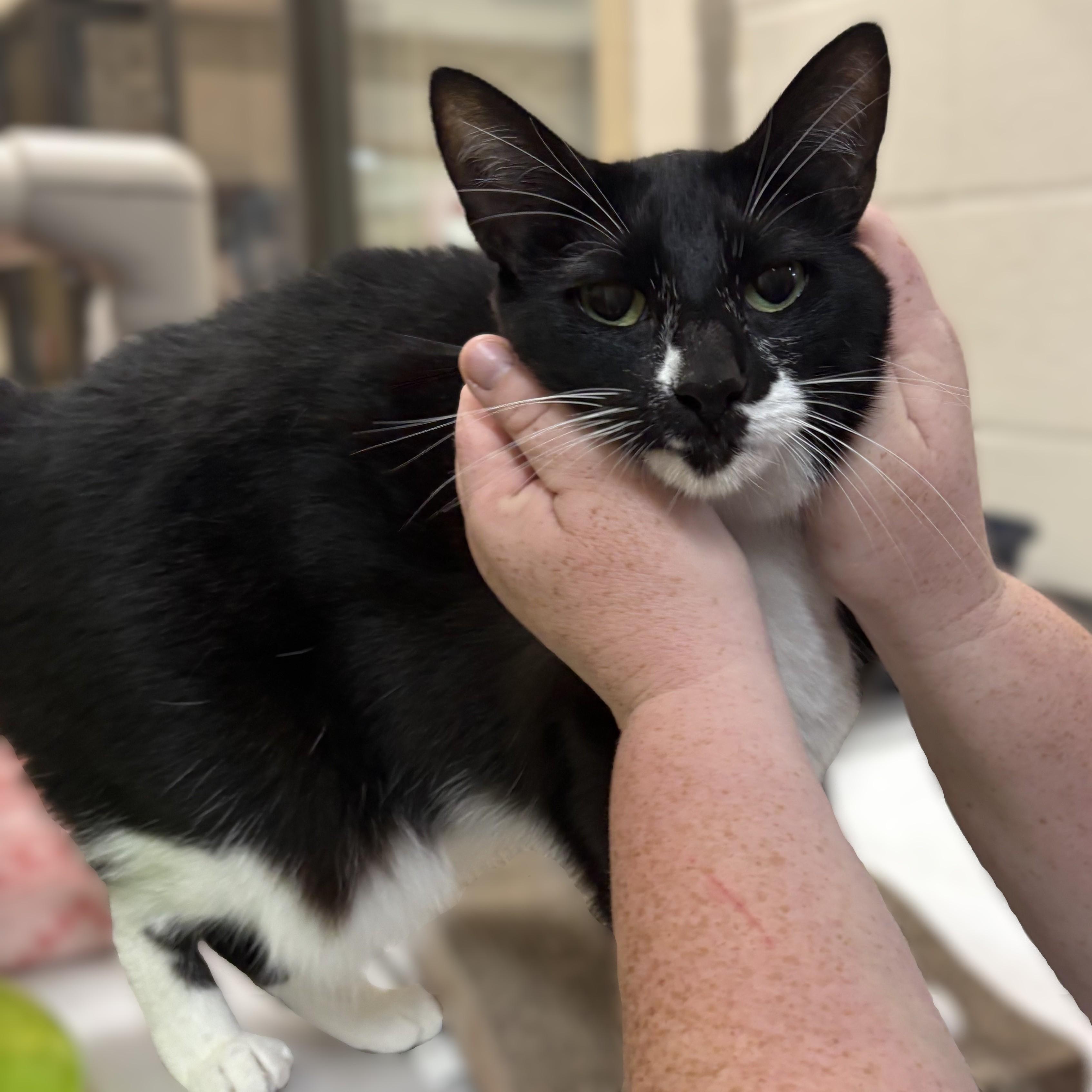 Usagi- 52402, an adopted Domestic Short Hair in Columbia, MD image 3/5