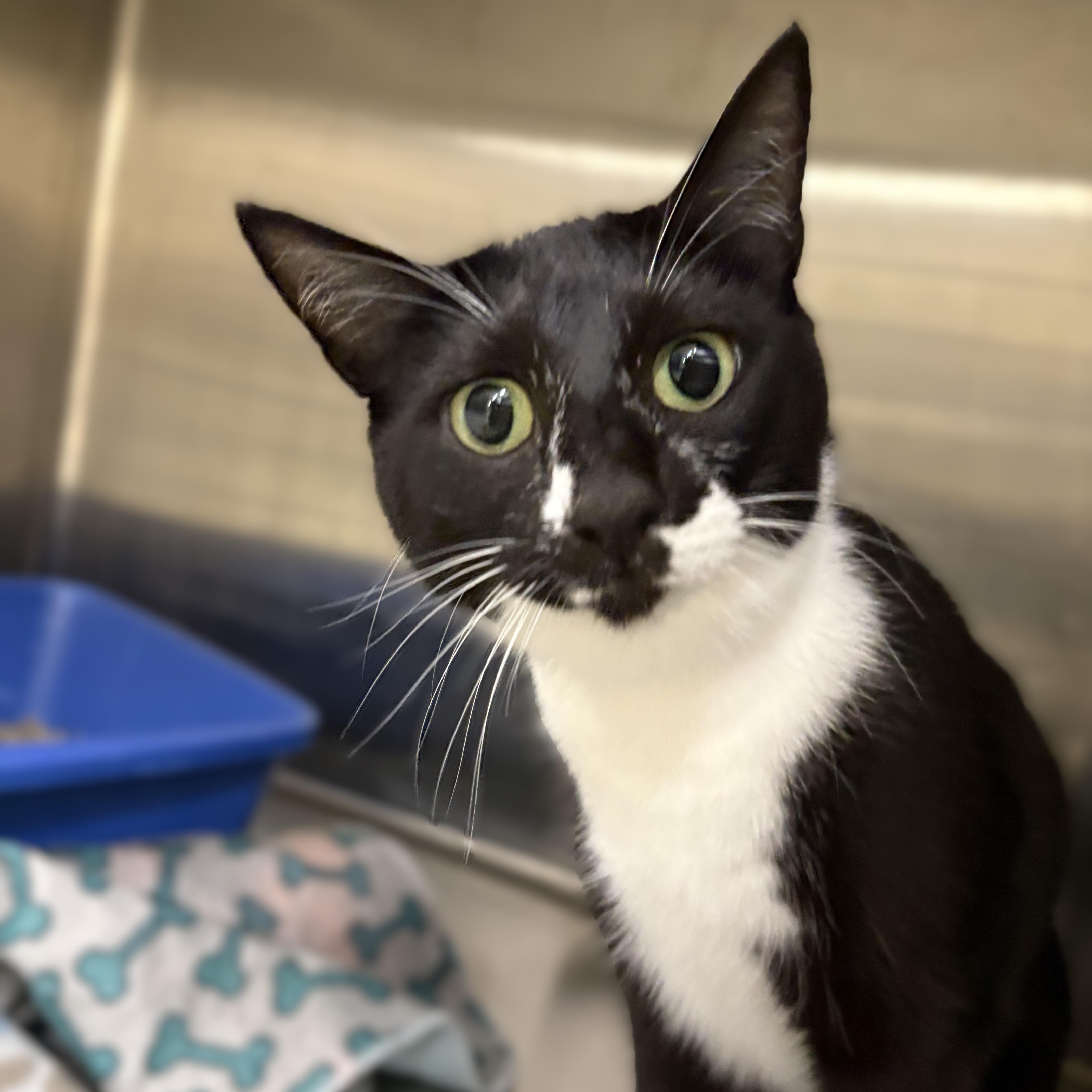 Usagi- 52402, an adopted Domestic Short Hair in Columbia, MD image 4/5
