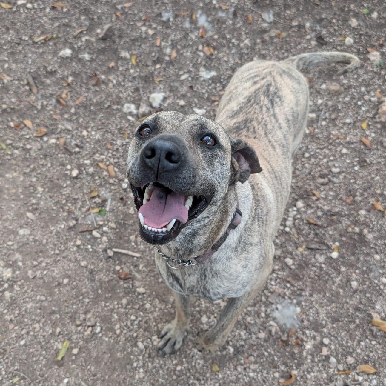 Enlarge Lola, a ADOPTABLE mixed breed in Mississauga, ON image 2/6