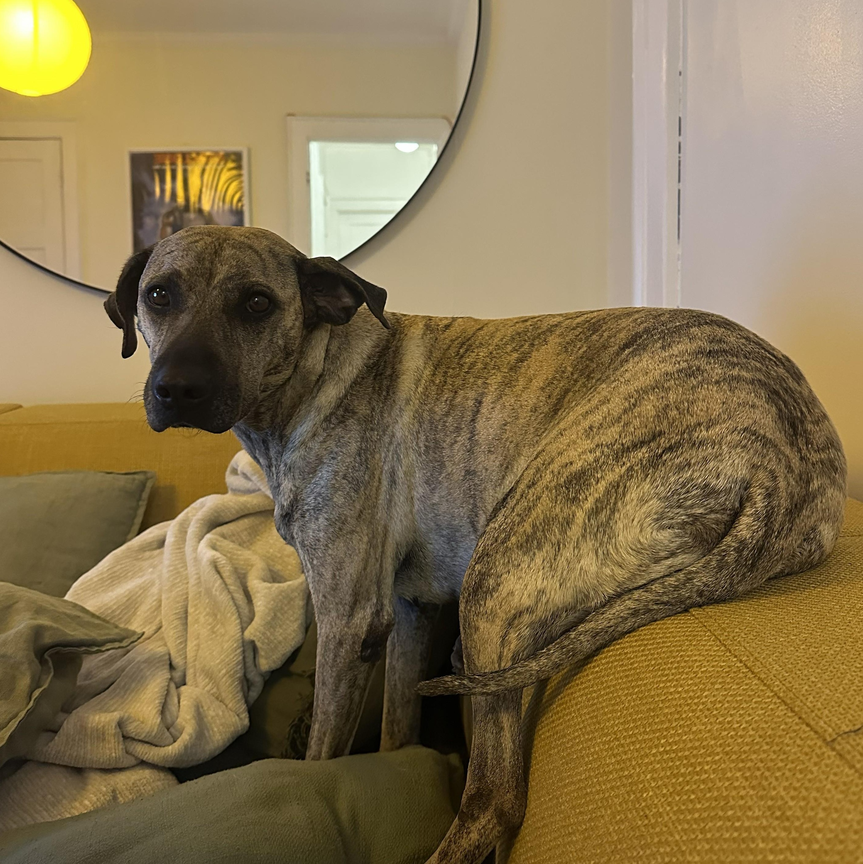 Enlarge Lola, a ADOPTABLE mixed breed in Mississauga, ON image 5/6
