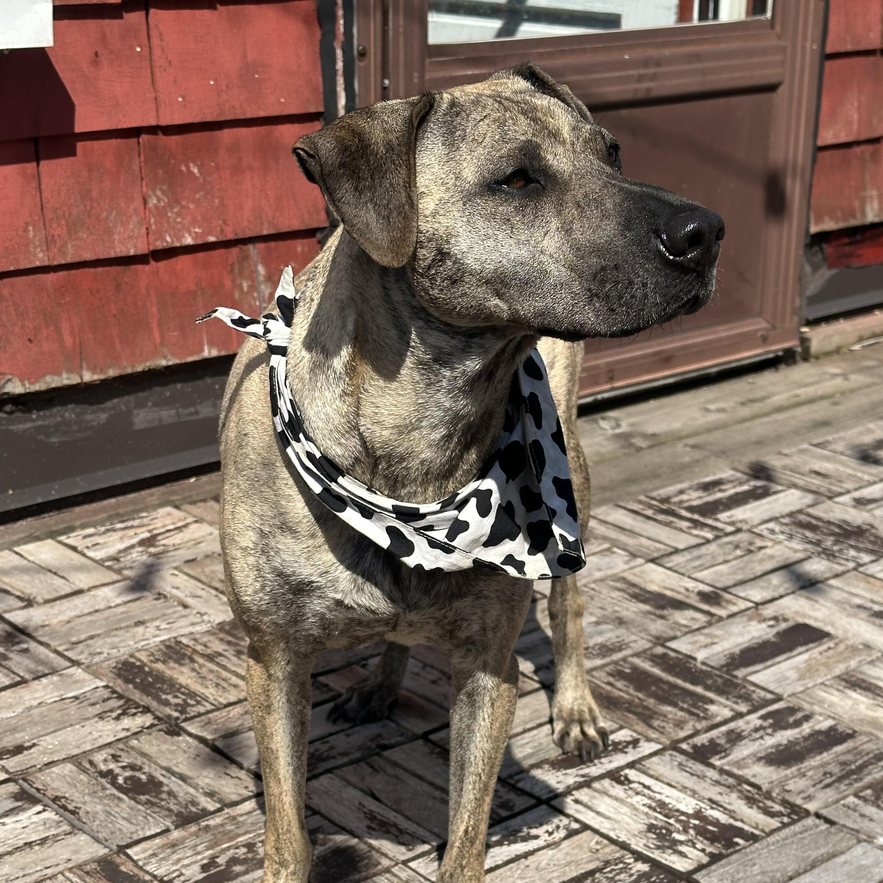 Enlarge Lola, a ADOPTABLE mixed breed in Mississauga, ON image 6/6