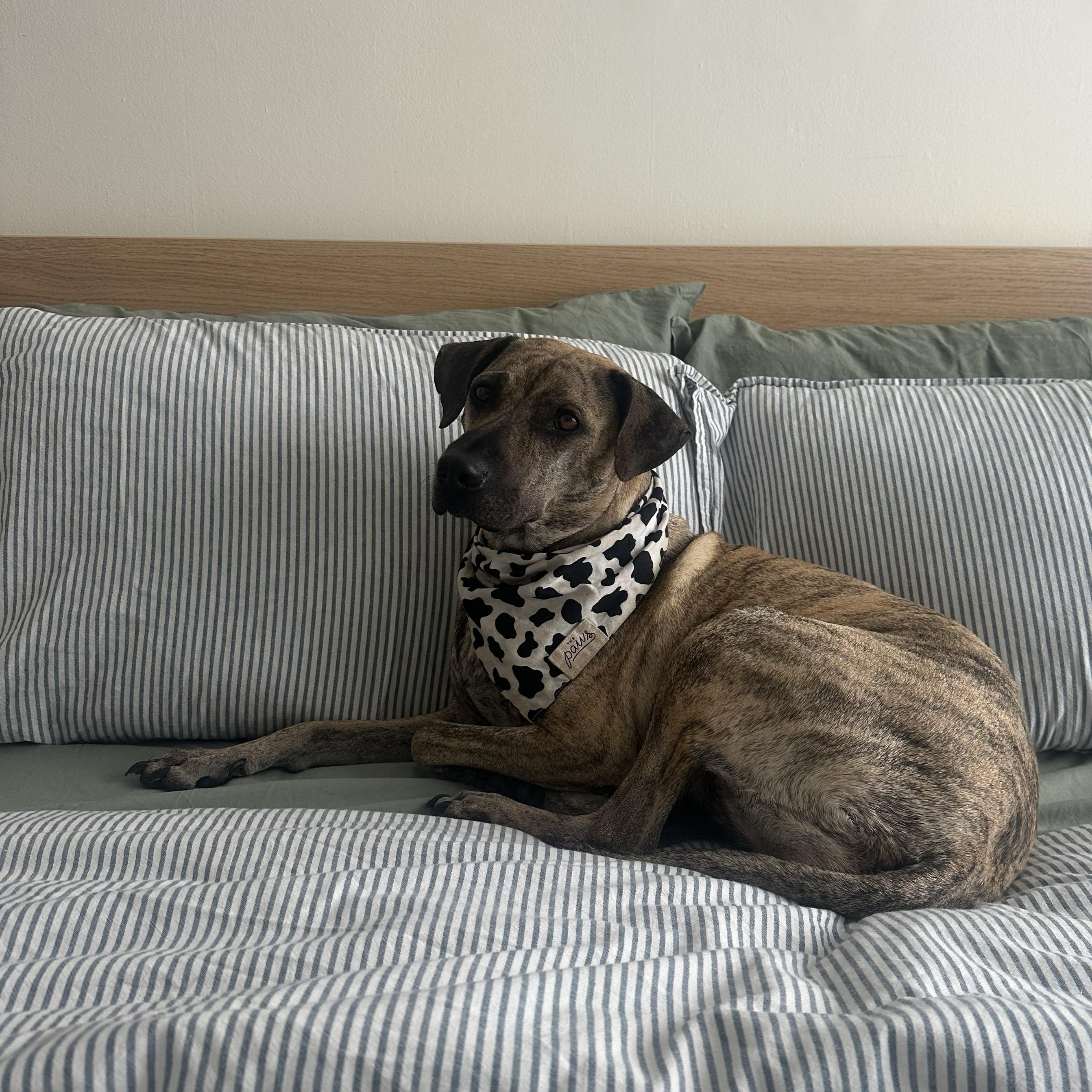 Enlarge Lola, a ADOPTABLE mixed breed in Mississauga, ON image 4/6