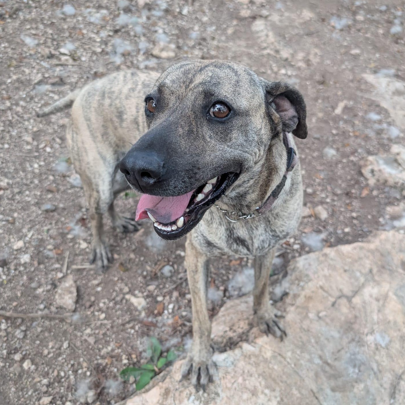 Enlarge Lola, a ADOPTABLE mixed breed in Mississauga, ON image 3/6