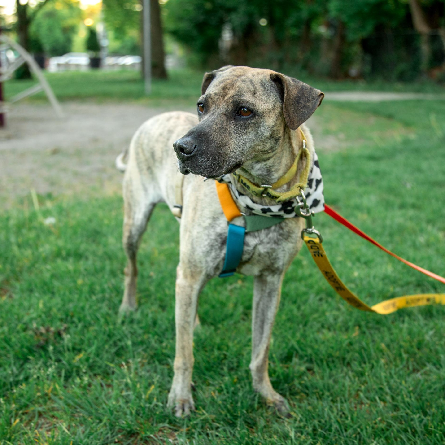 Lola, ADOPTABLE, Adult Female Mixed Breed.