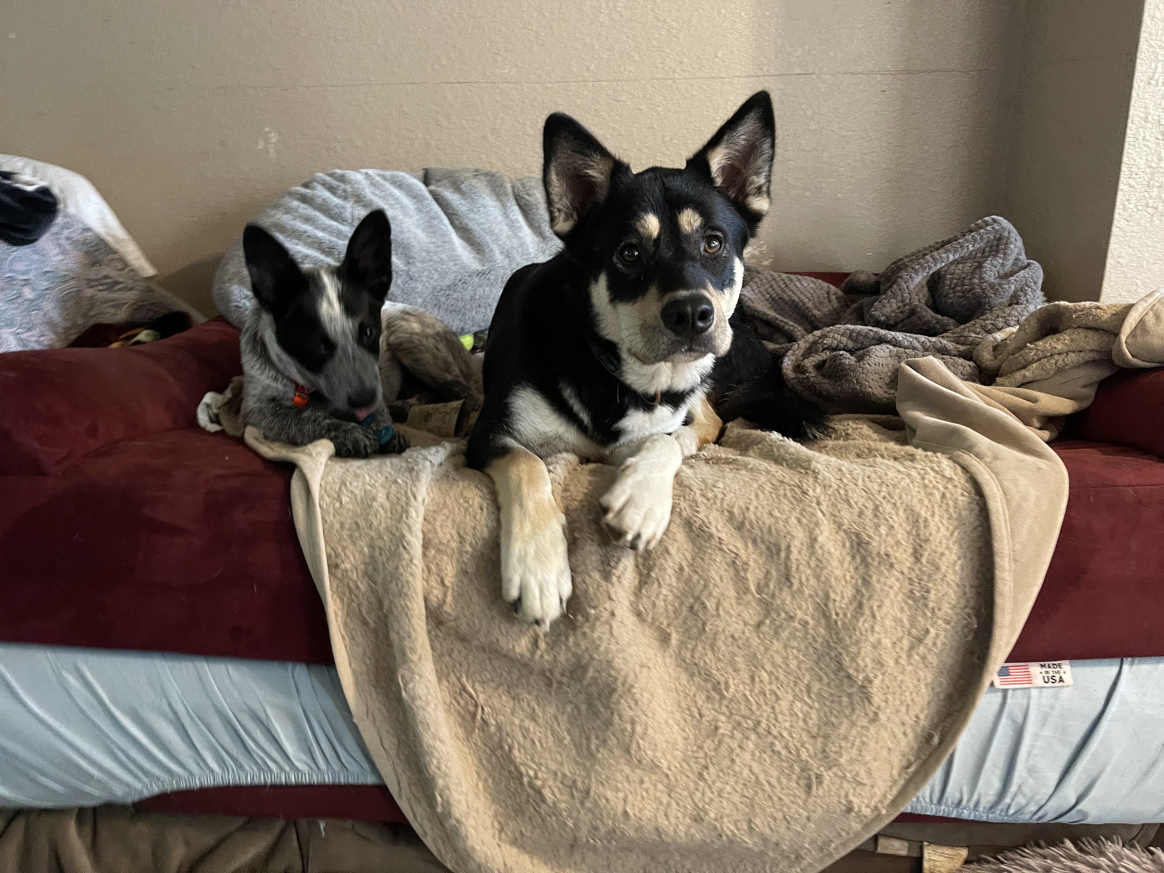 Yancy, Adoptable, Young Male Siberian Husky & Labrador Retriever.