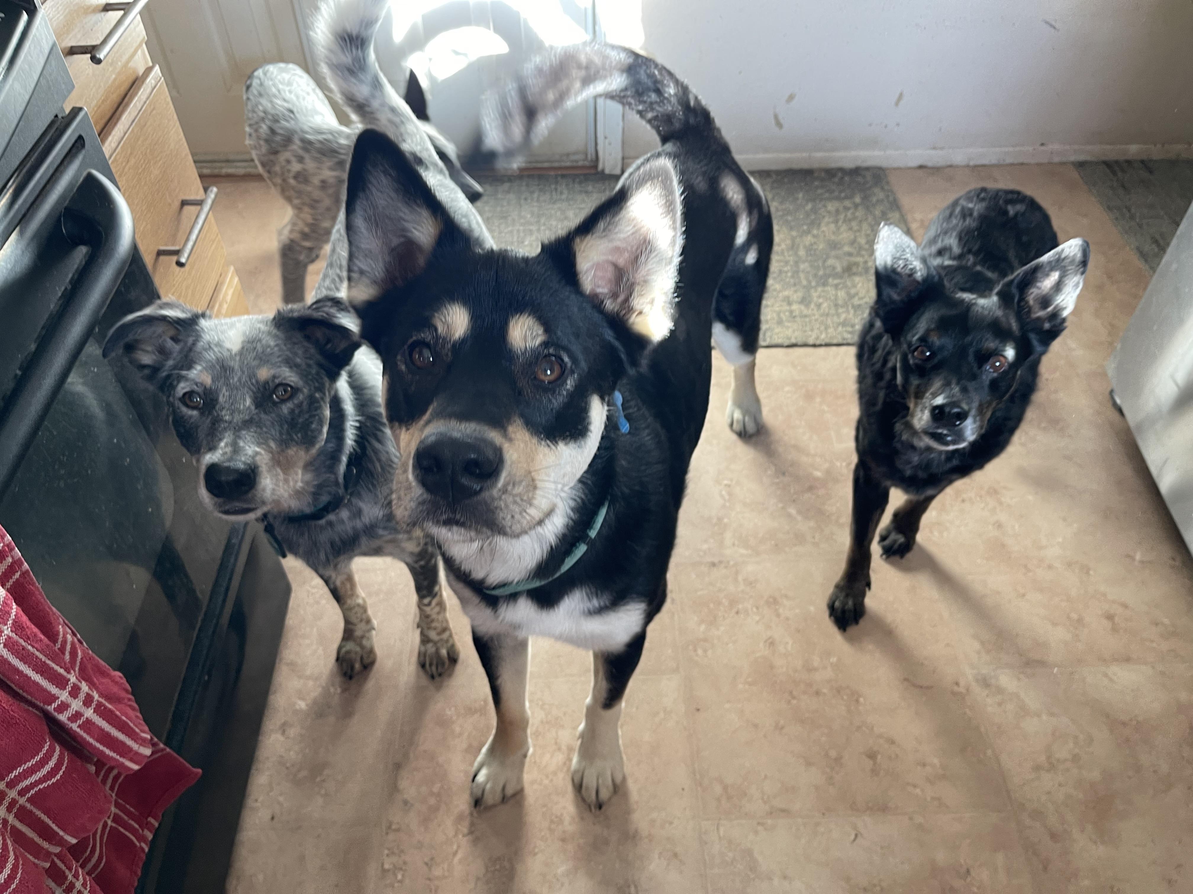 Yancy, a Adoptable mixed breed in Oakville, WA image 2/4