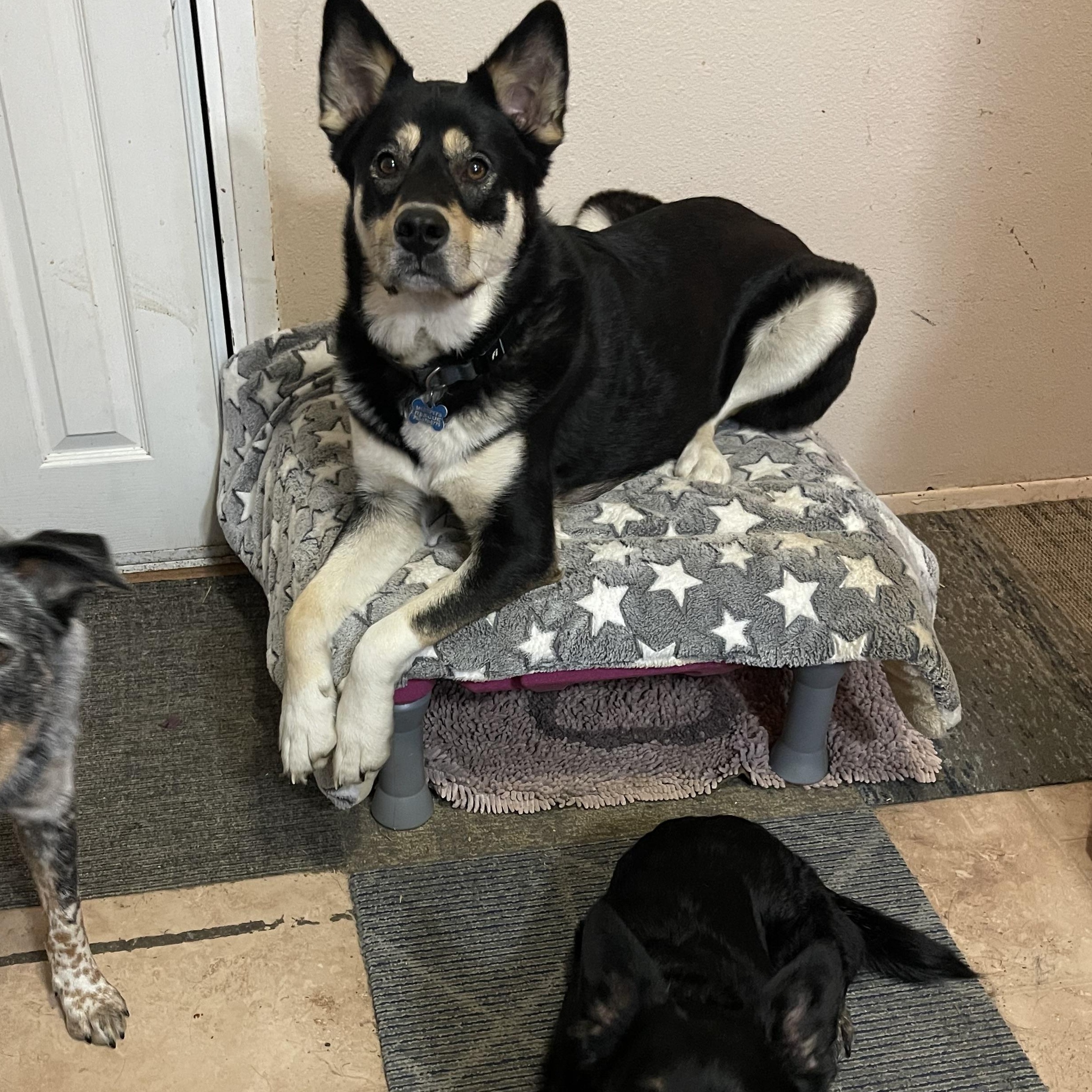 Yancy, a Adoptable mixed breed in Oakville, WA image 5/6