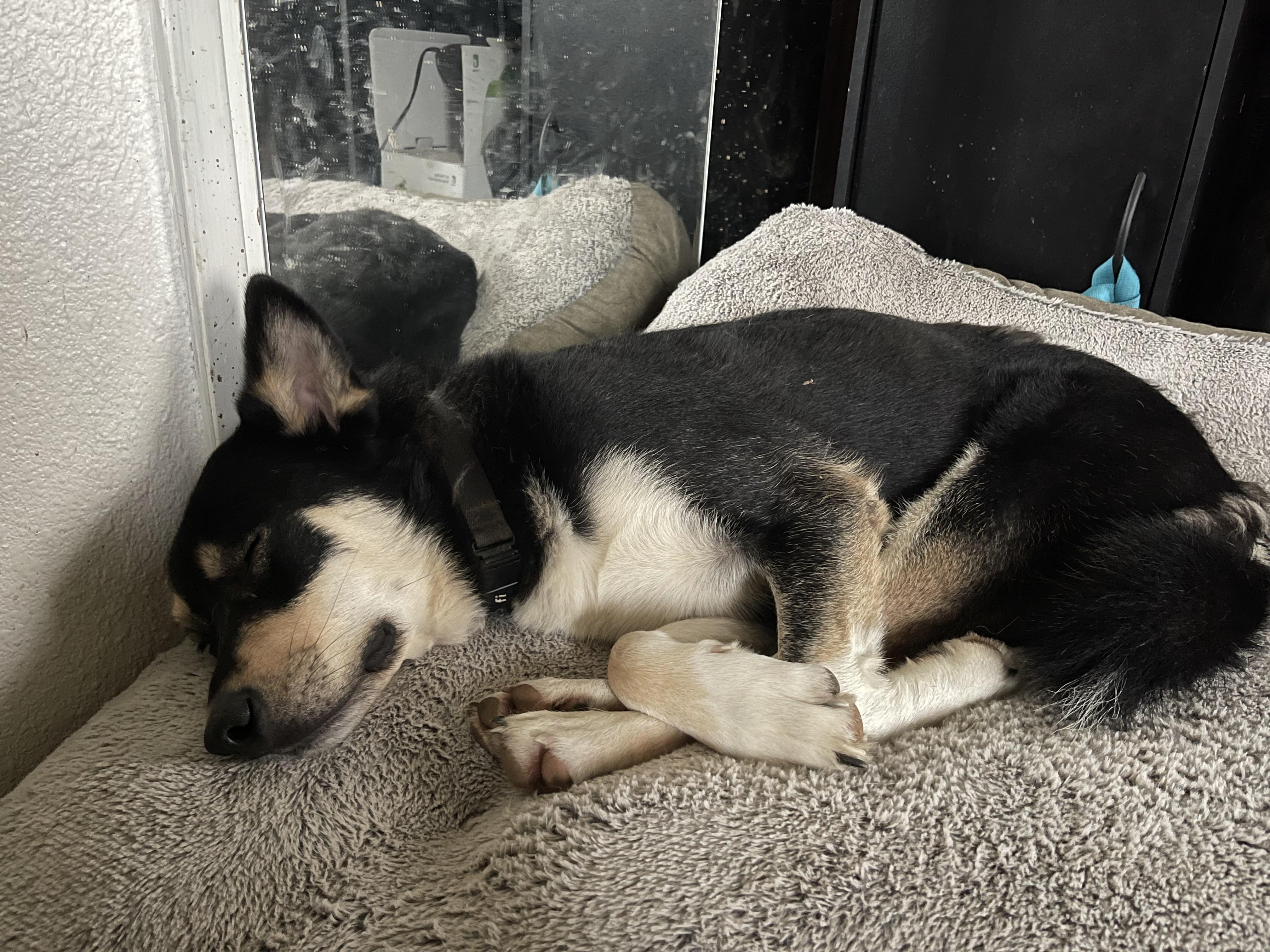 Enlarge Yancy, a Adoptable mixed breed in Oakville, WA image 4/5