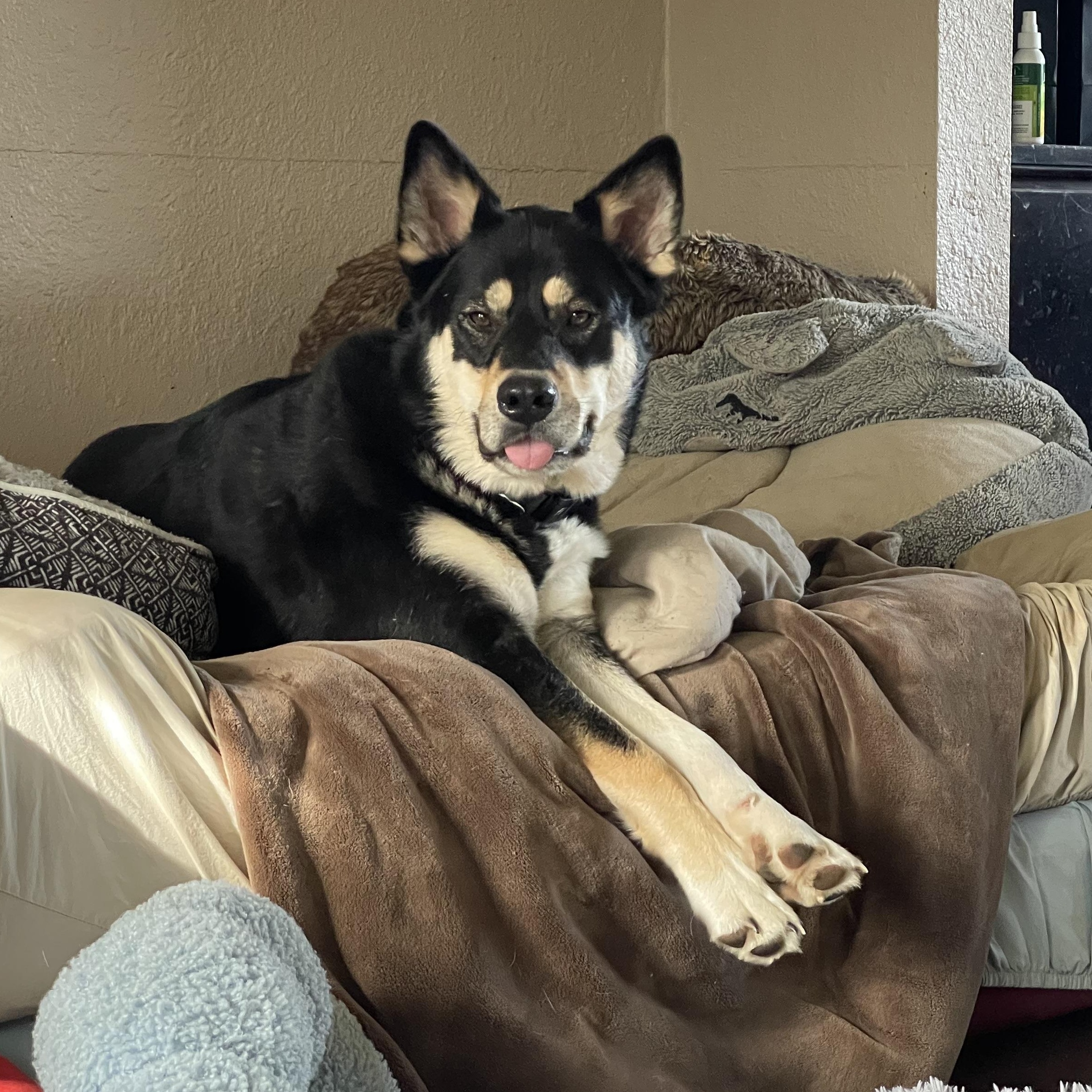 Yancy, a Adoptable mixed breed in Oakville, WA image 1/6