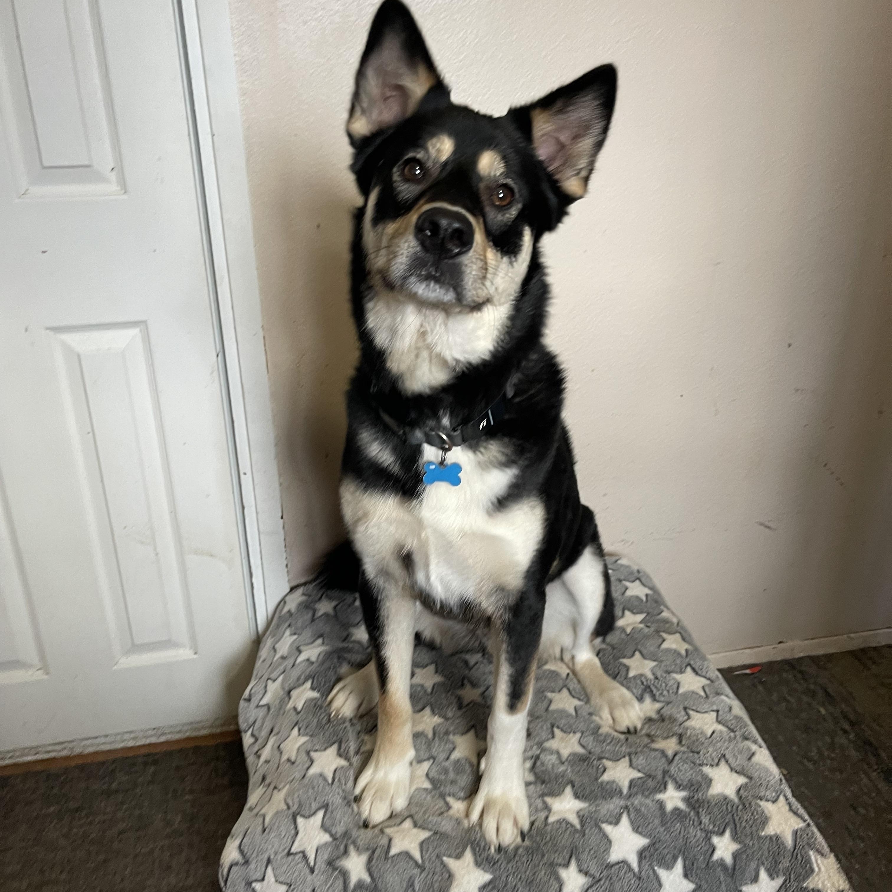 Yancy, a Adoptable mixed breed in Oakville, WA image 3/6