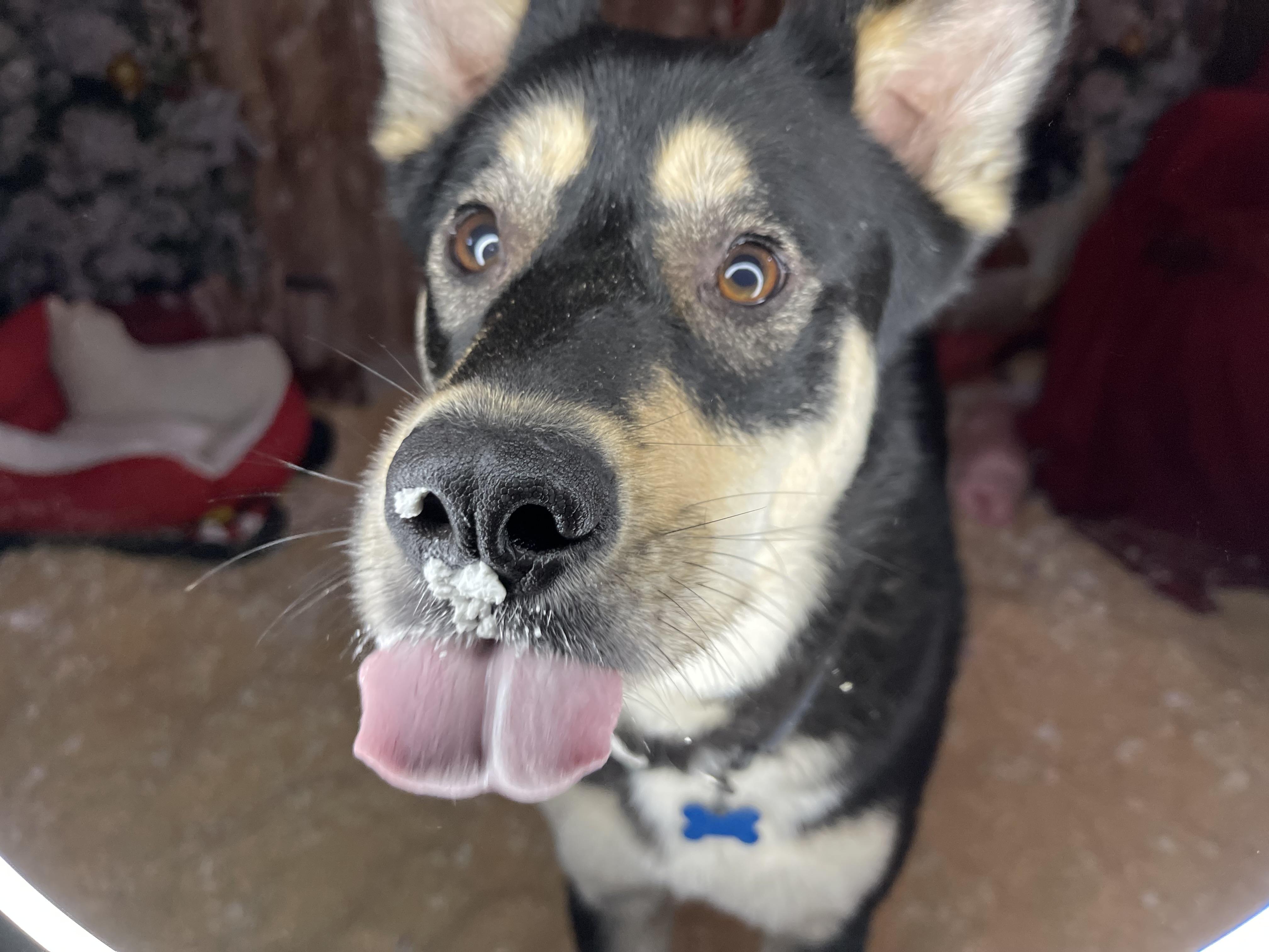 Enlarge Yancy, a Adoptable mixed breed in Oakville, WA image 1/5