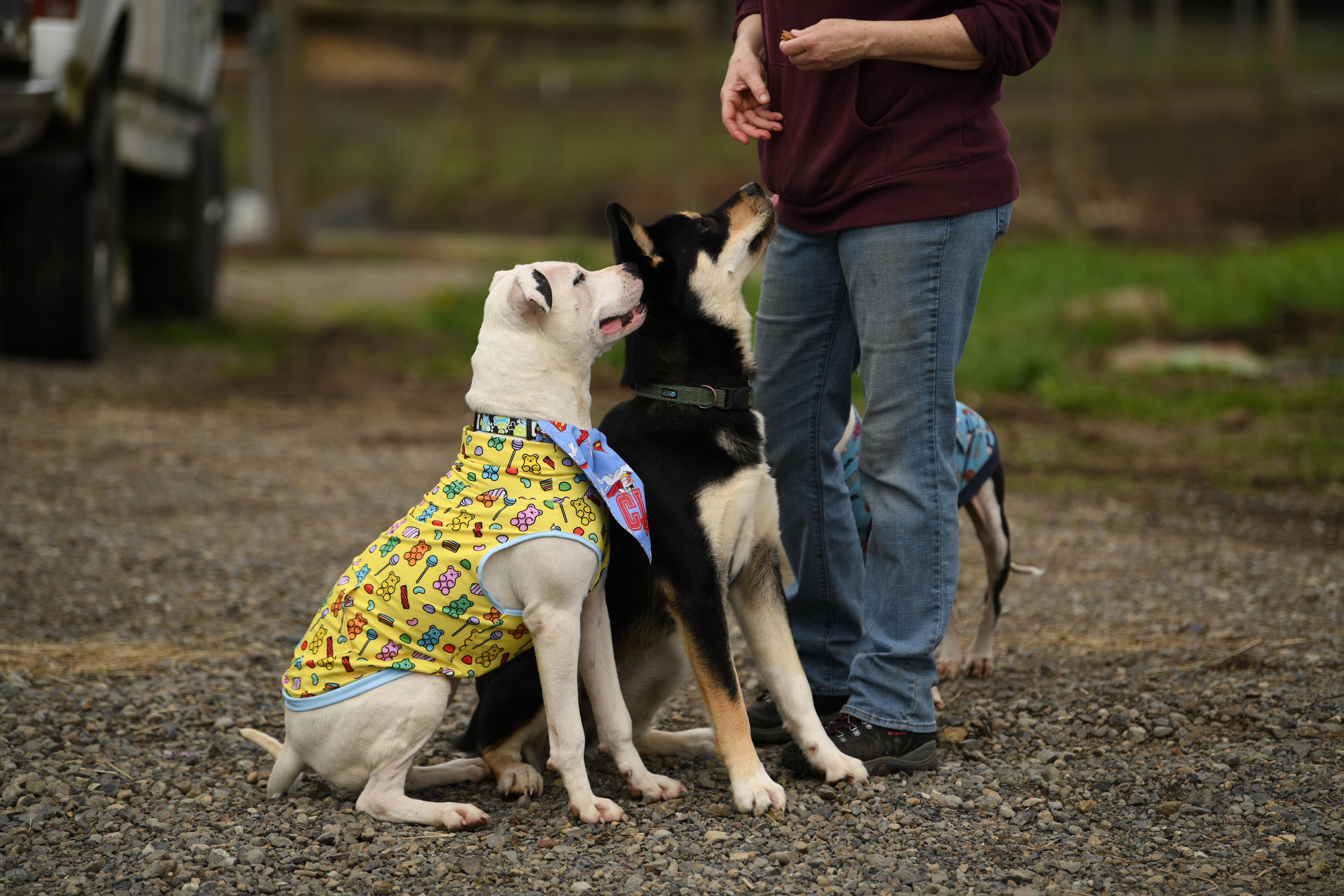Yancy, a Adoptable mixed breed in Oakville, WA image 4/4