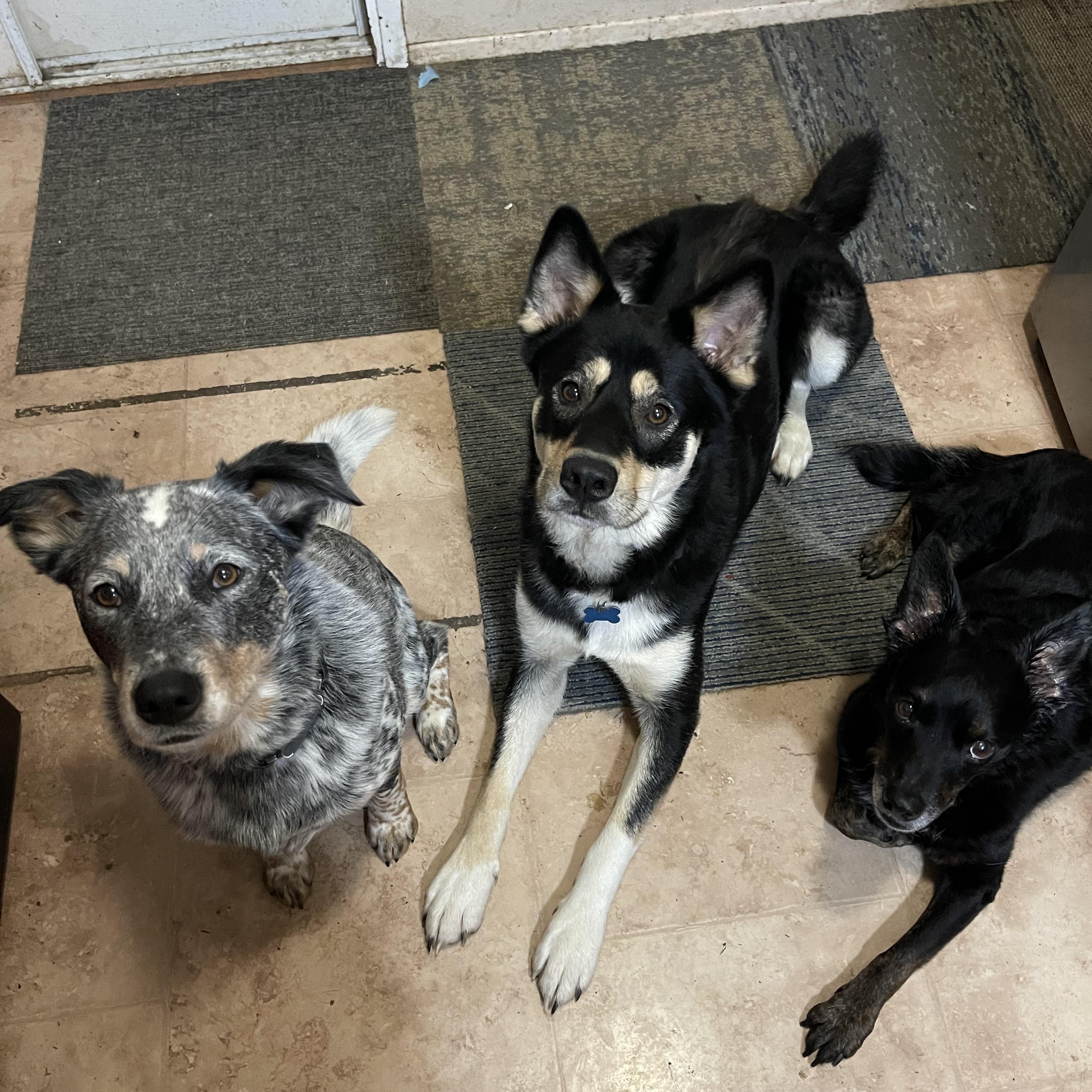 Enlarge Yancy, a Adoptable mixed breed in Oakville, WA image 5/5