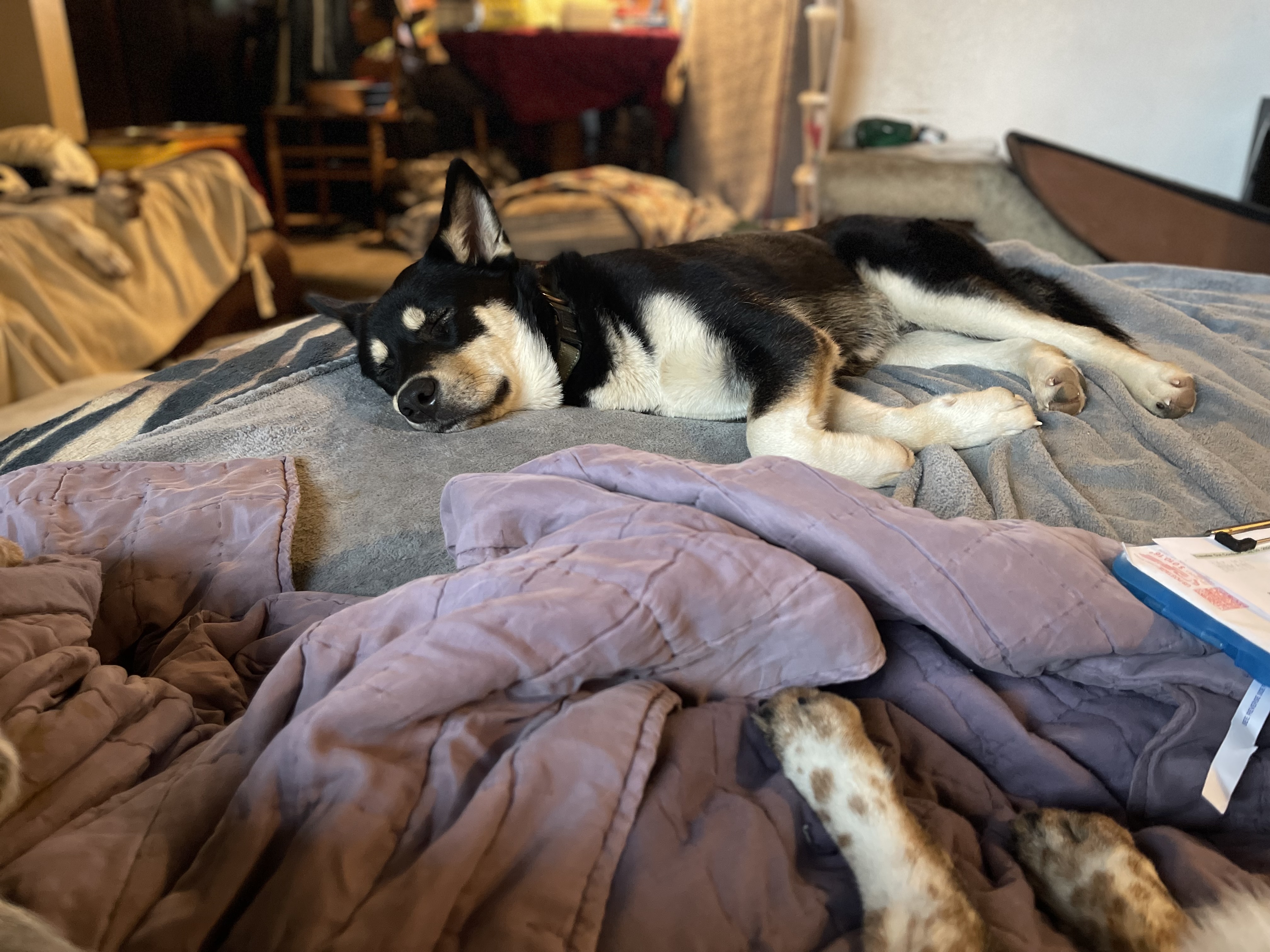 Yancy, a Adoptable mixed breed in Oakville, WA image 3/4