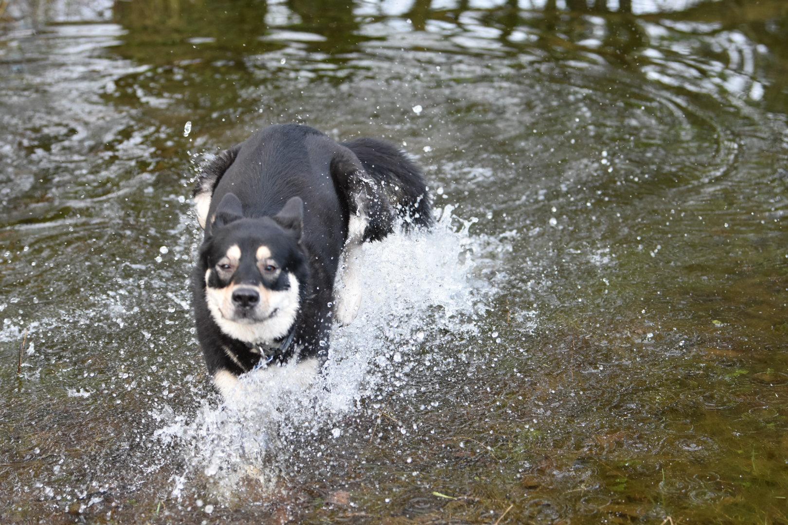Enlarge Yancy, a Adoptable mixed breed in Oakville, WA image 2/5