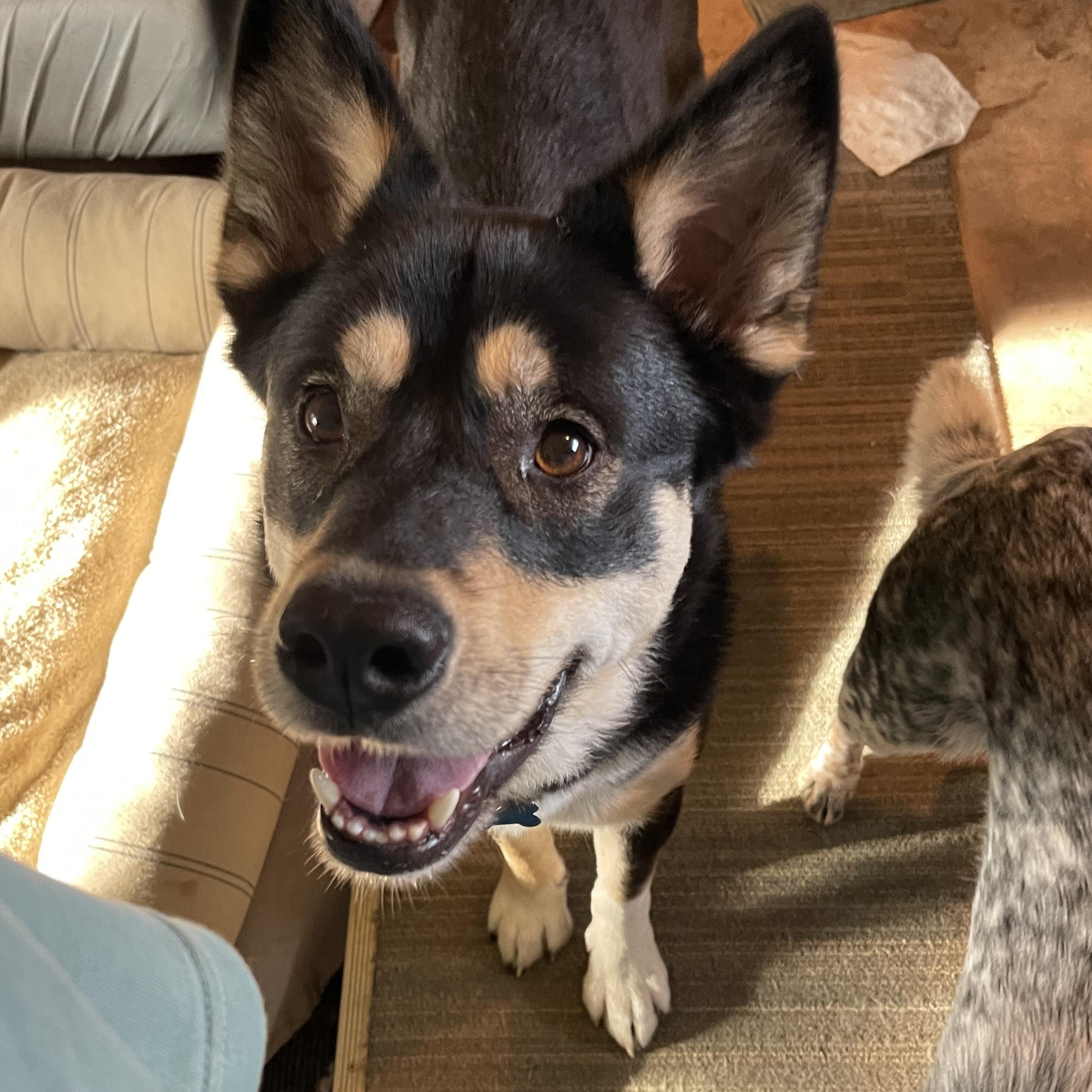 Yancy, a Adoptable mixed breed in Oakville, WA image 2/6