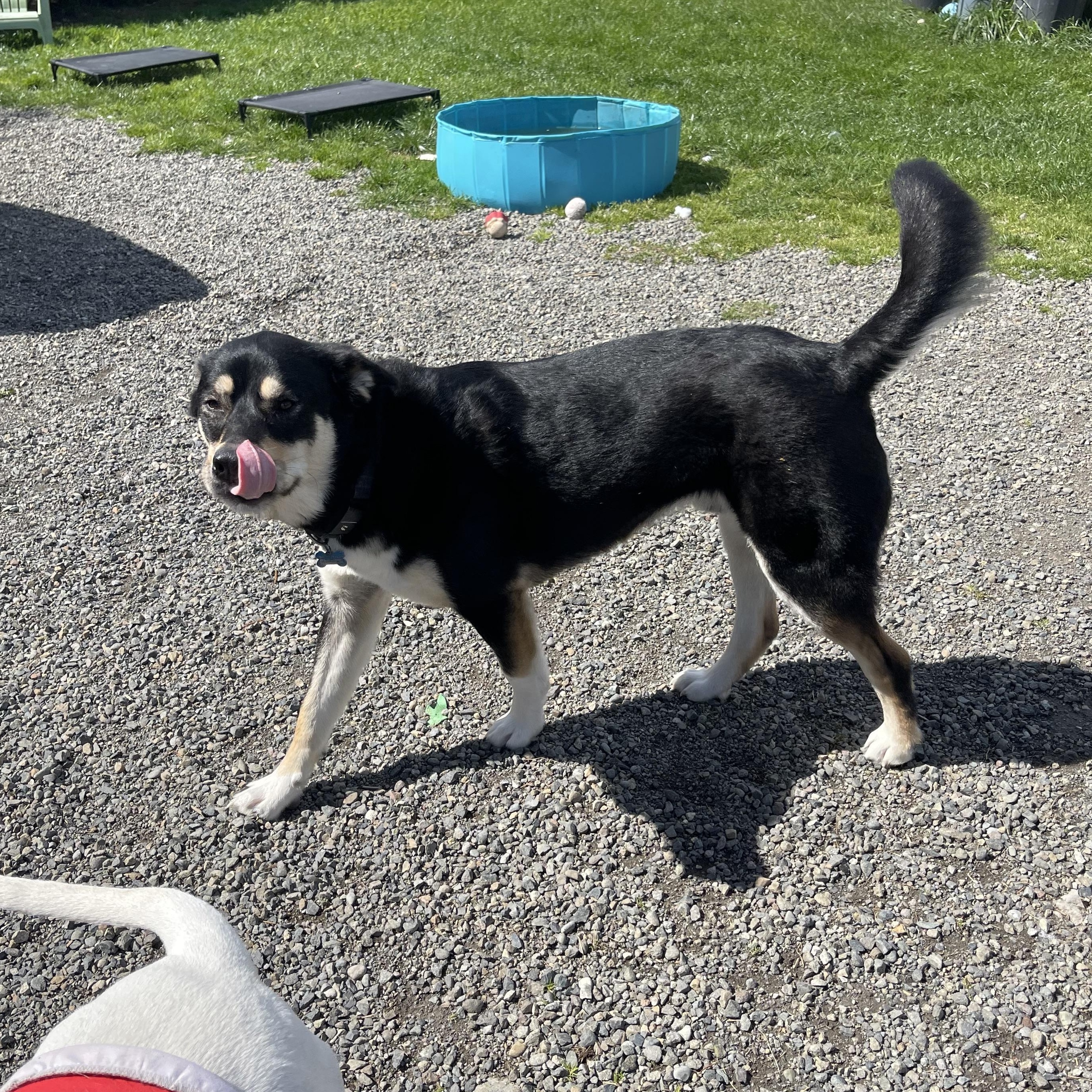 Yancy, a Adoptable mixed breed in Oakville, WA image 6/6