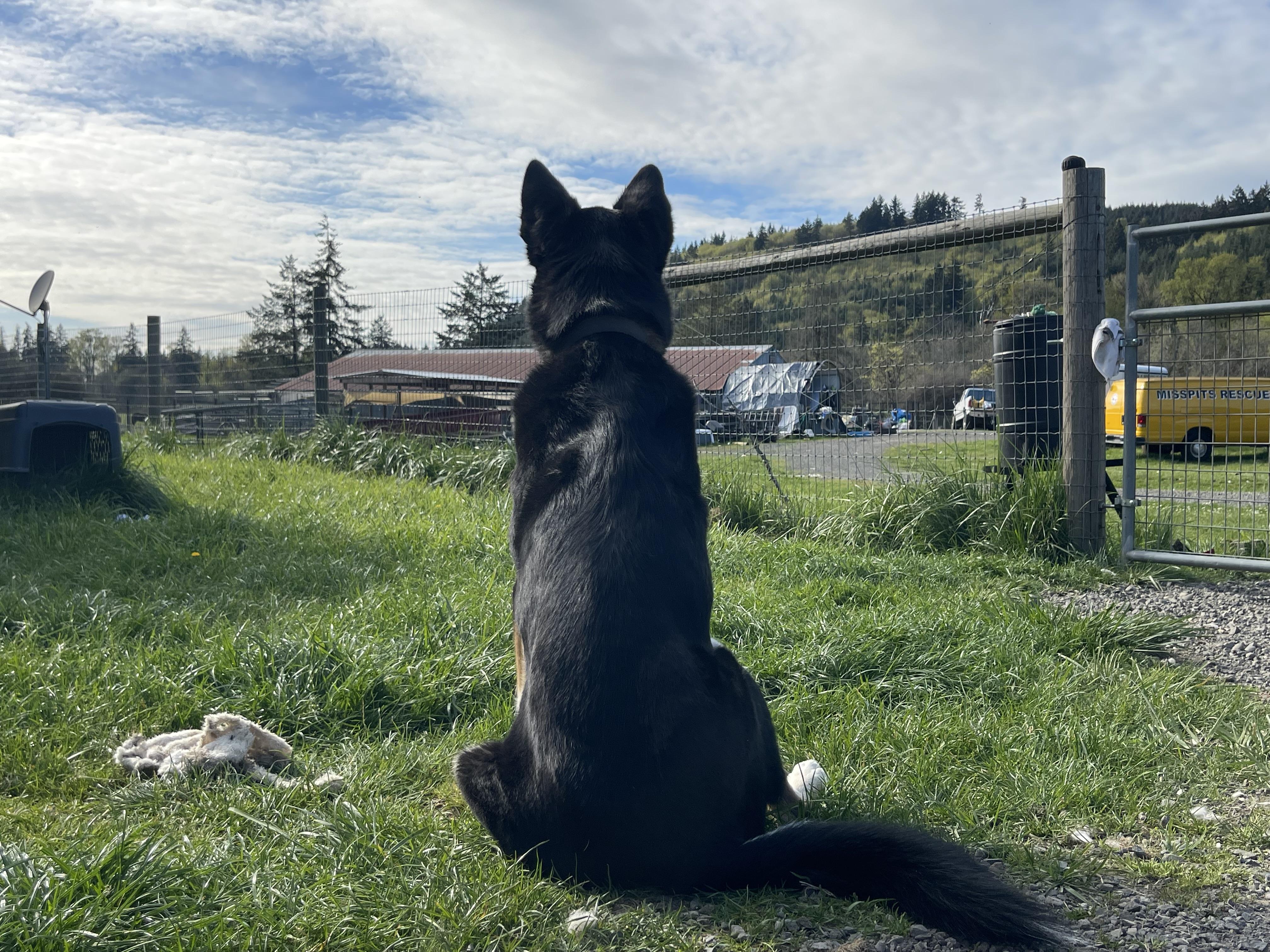 Yancy, a Adoptable mixed breed in Oakville, WA image 4/6