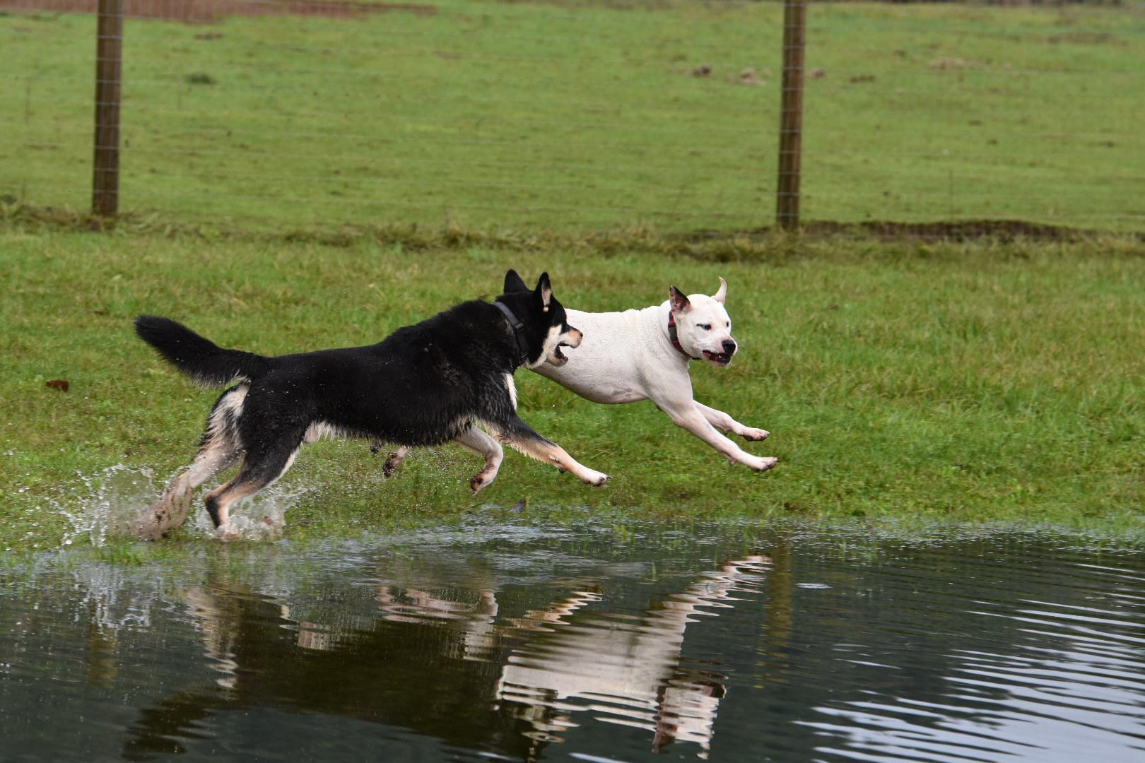 Enlarge Yancy, a Adoptable mixed breed in Oakville, WA image 3/5