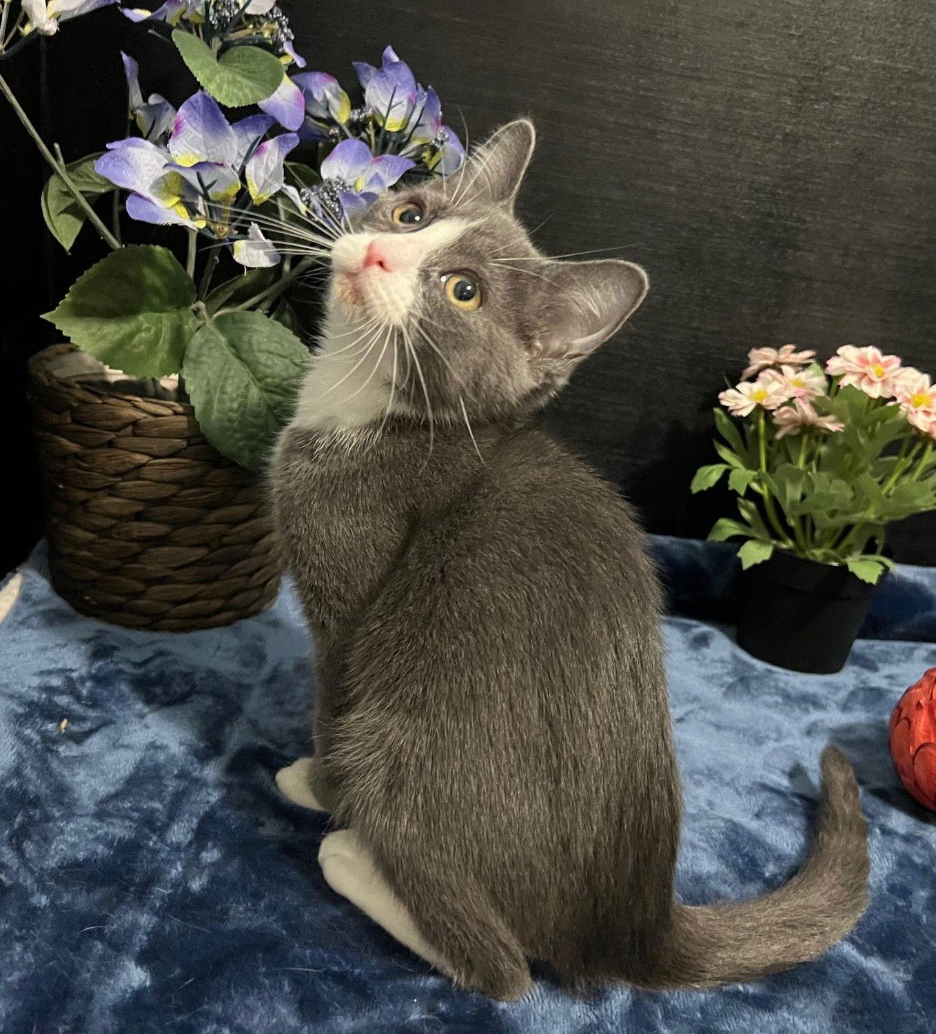 Nico, Adopted, Kitten Male Tabby & Domestic Short Hair.