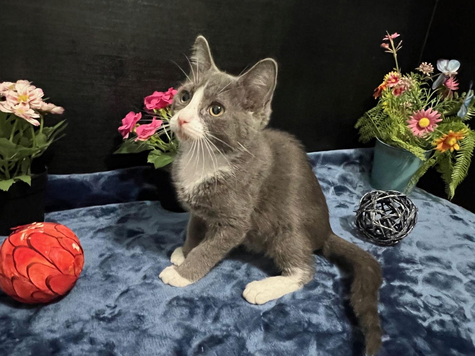 Enlarge Nico, a Adopted mixed breed in Fayetteville, GA image 3/3