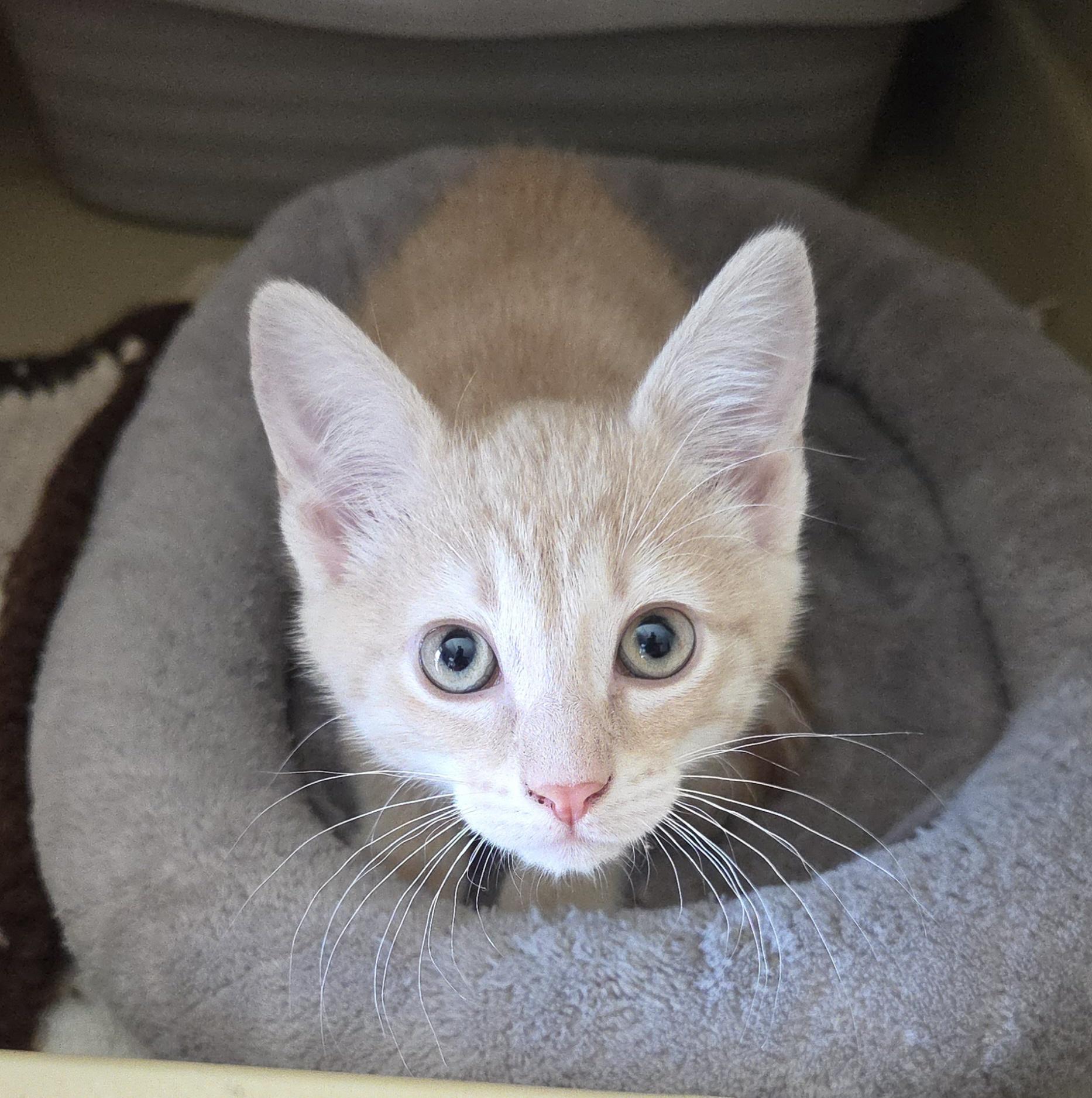 LEO, a ADOPTABLE mixed breed in Harrison, MI image 1/2