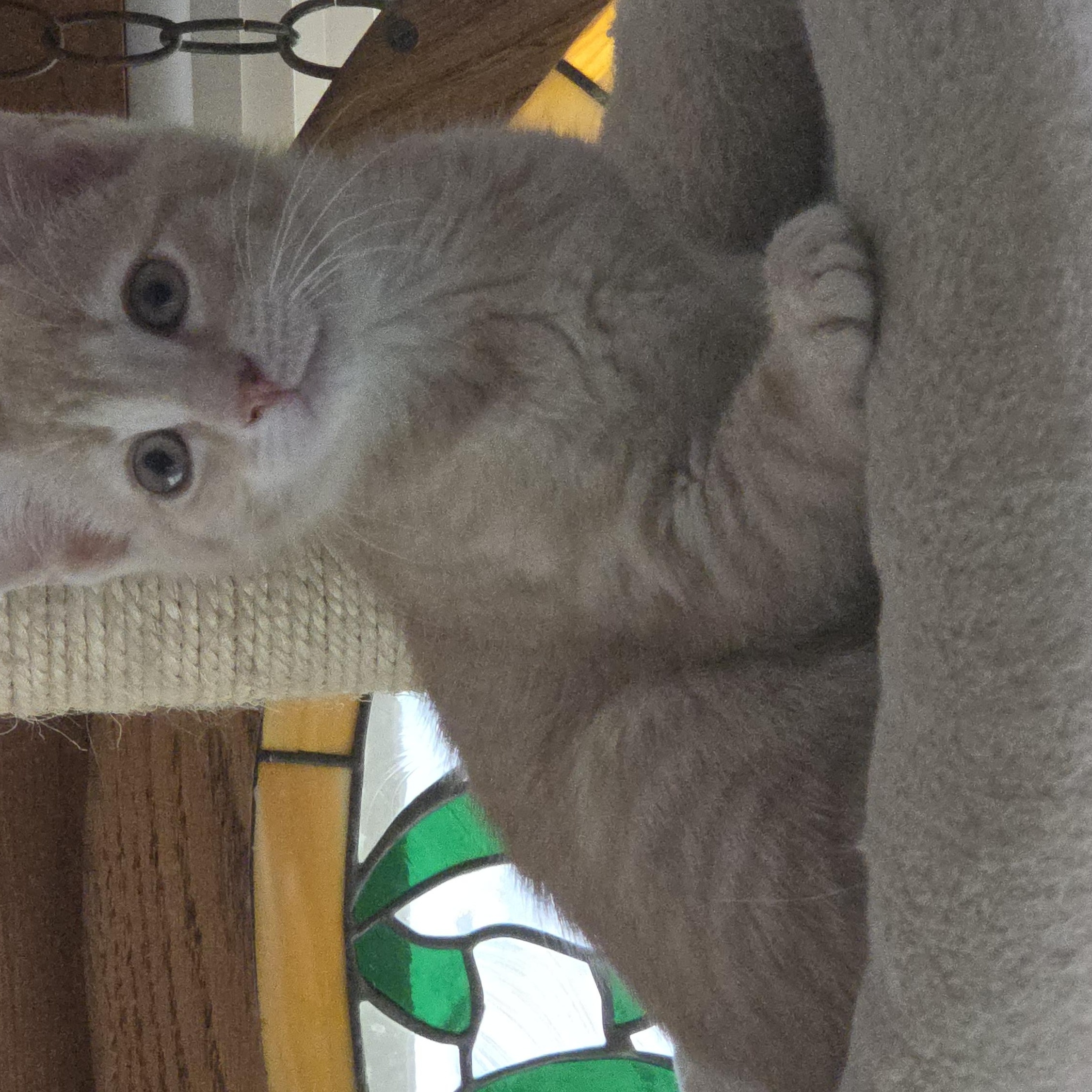 LEO, a ADOPTABLE mixed breed in Harrison, MI image 2/2