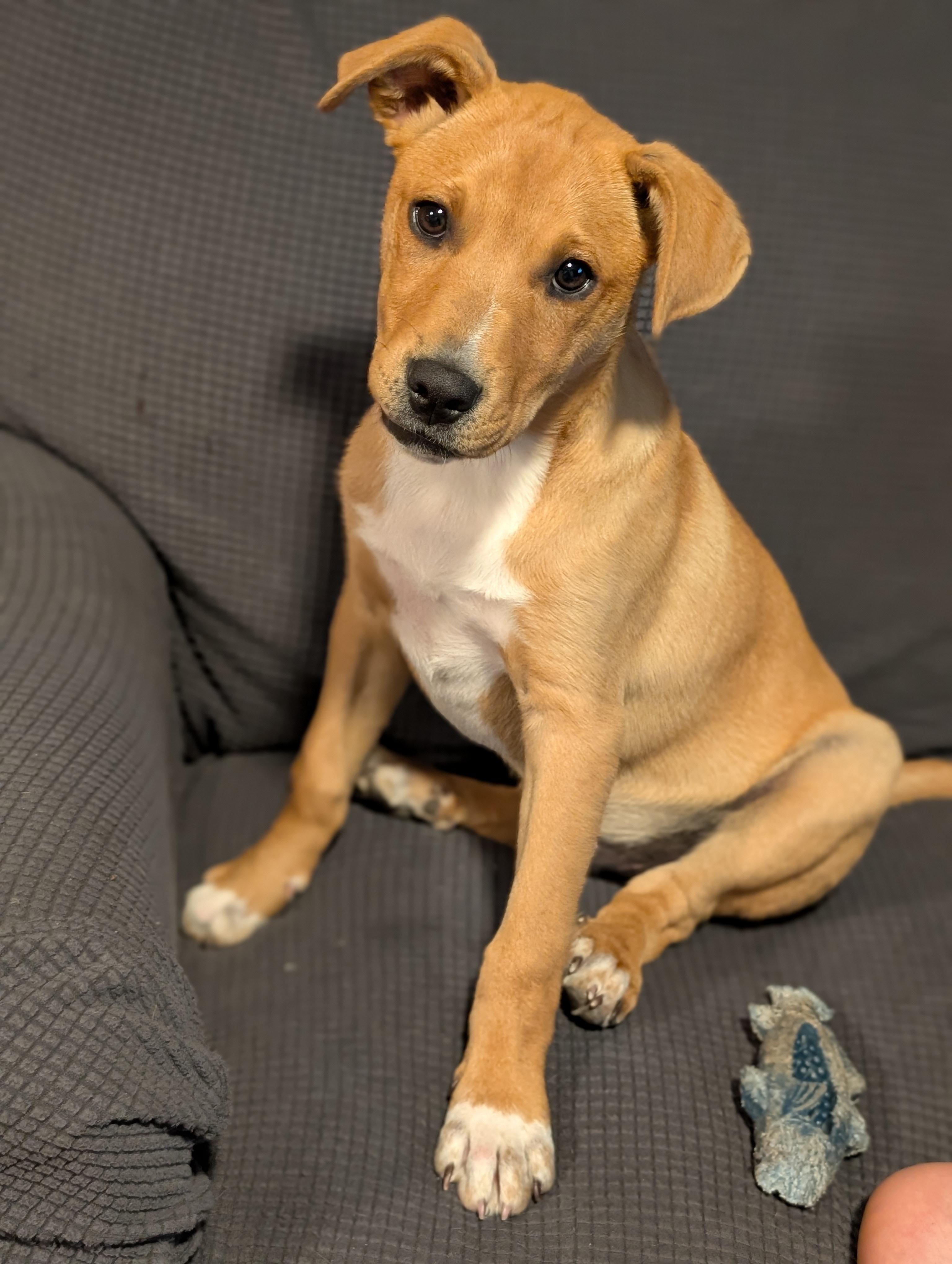 Enlarge Barney, an adopted mixed breed in Albany, NY image 2/6