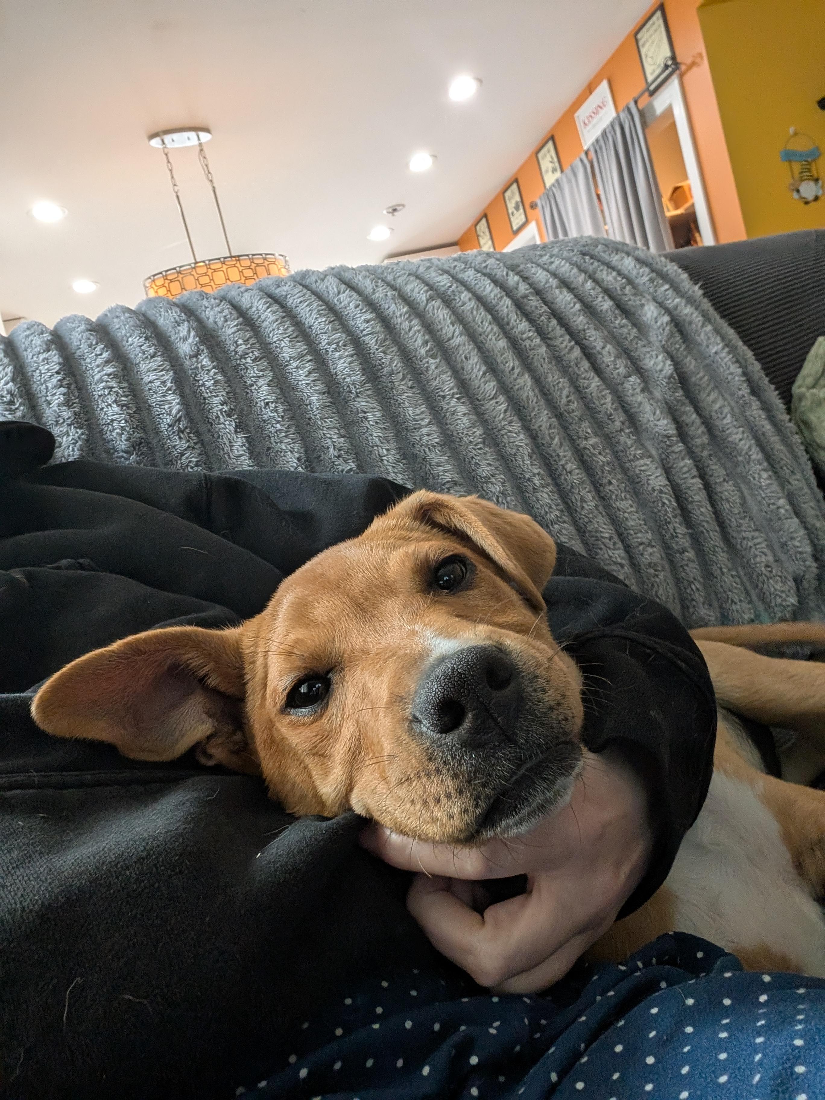 Enlarge Barney, an adopted mixed breed in Albany, NY image 4/6