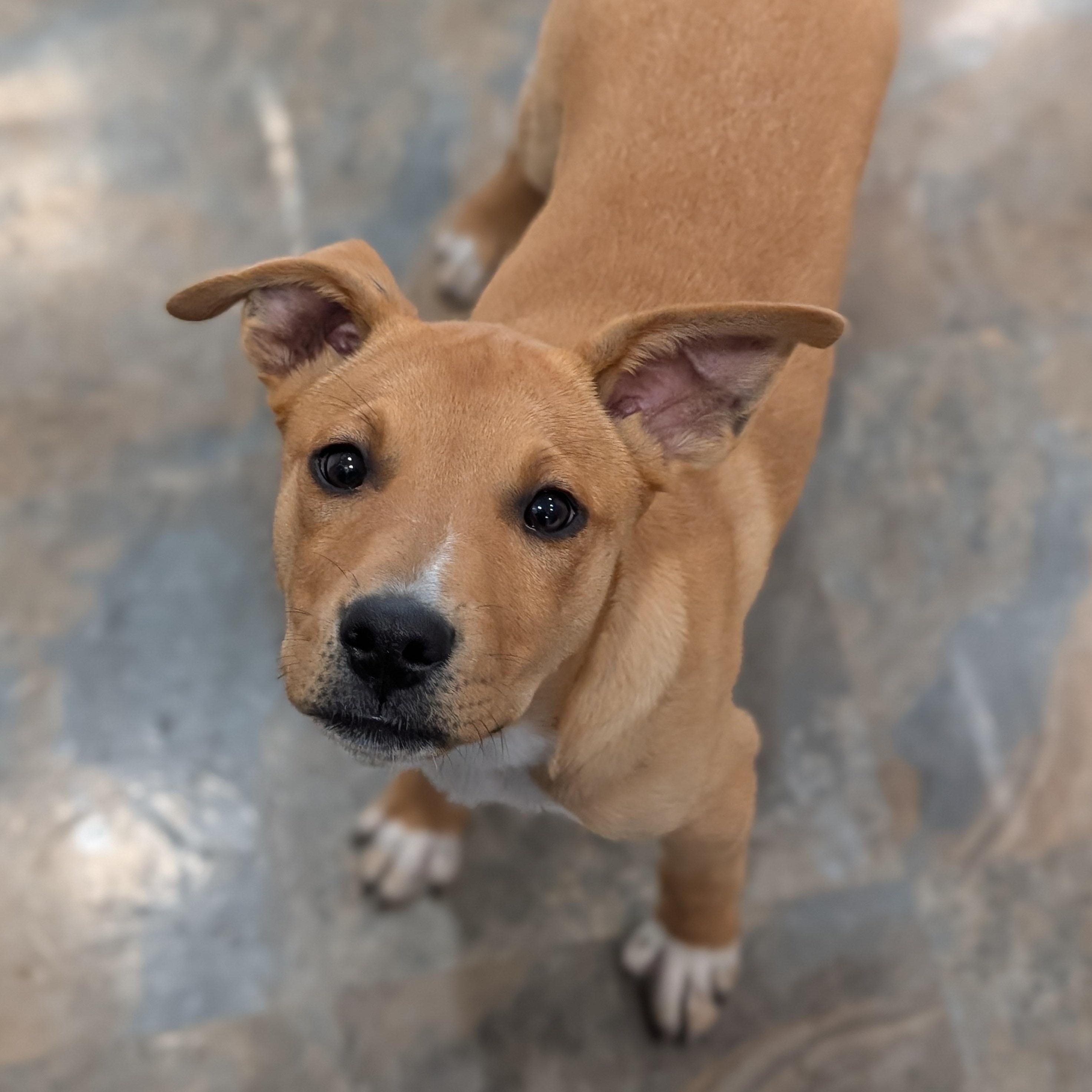 Barney, Adoptable, Puppy Male Labrador Retriever.