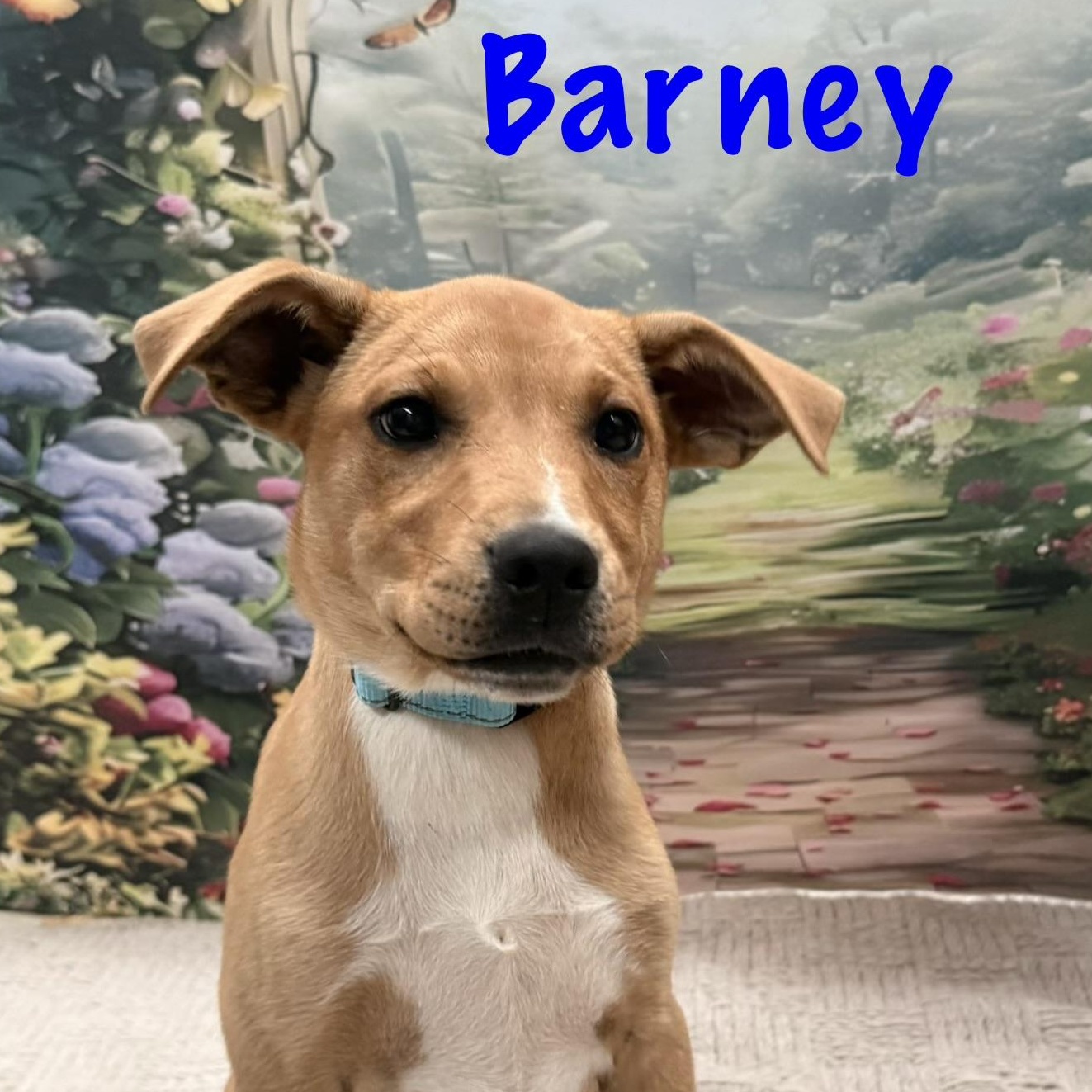 Enlarge Barney, an adopted mixed breed in Albany, NY image 6/6