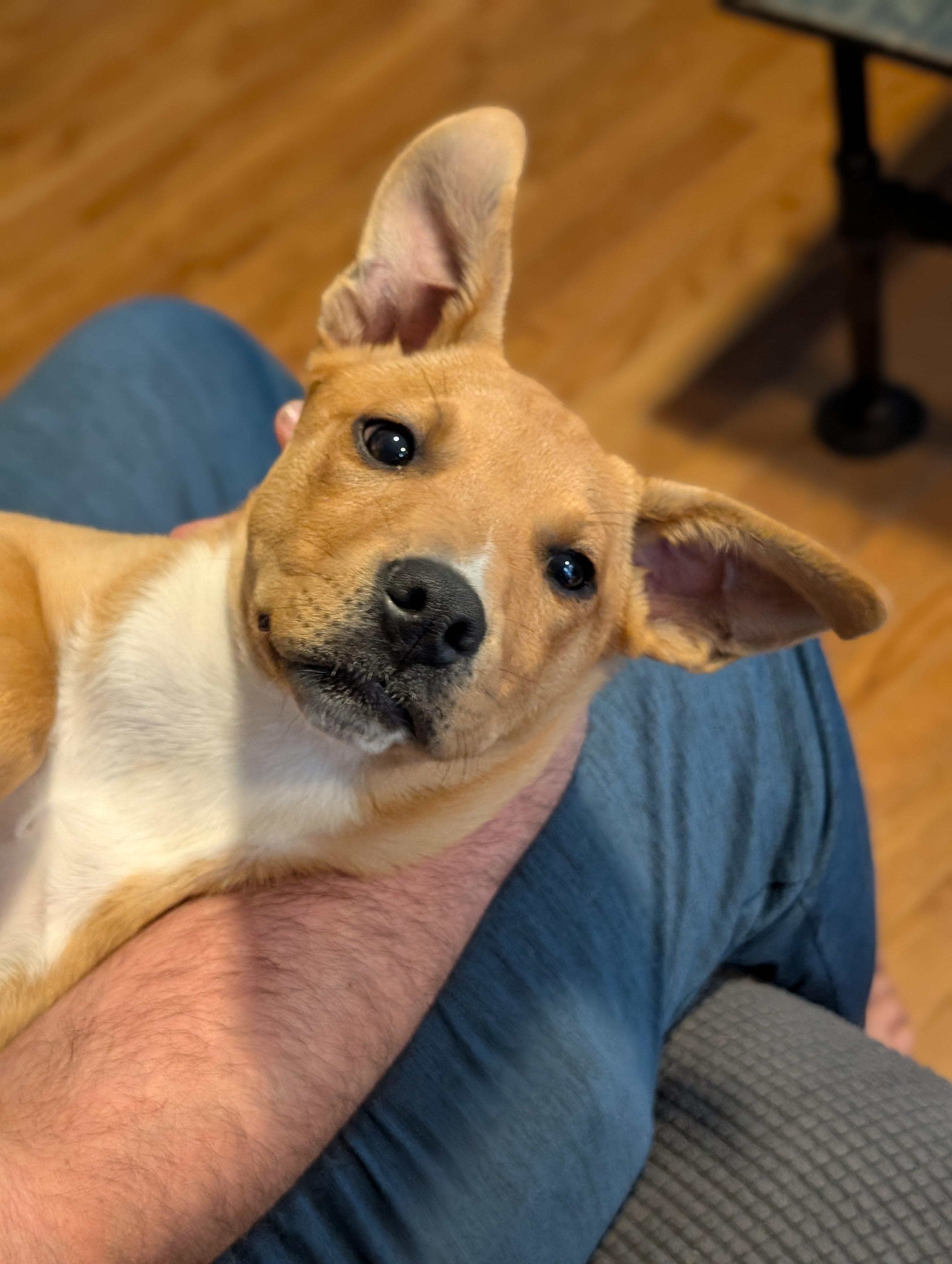 Enlarge Barney, an adopted mixed breed in Albany, NY image 3/6
